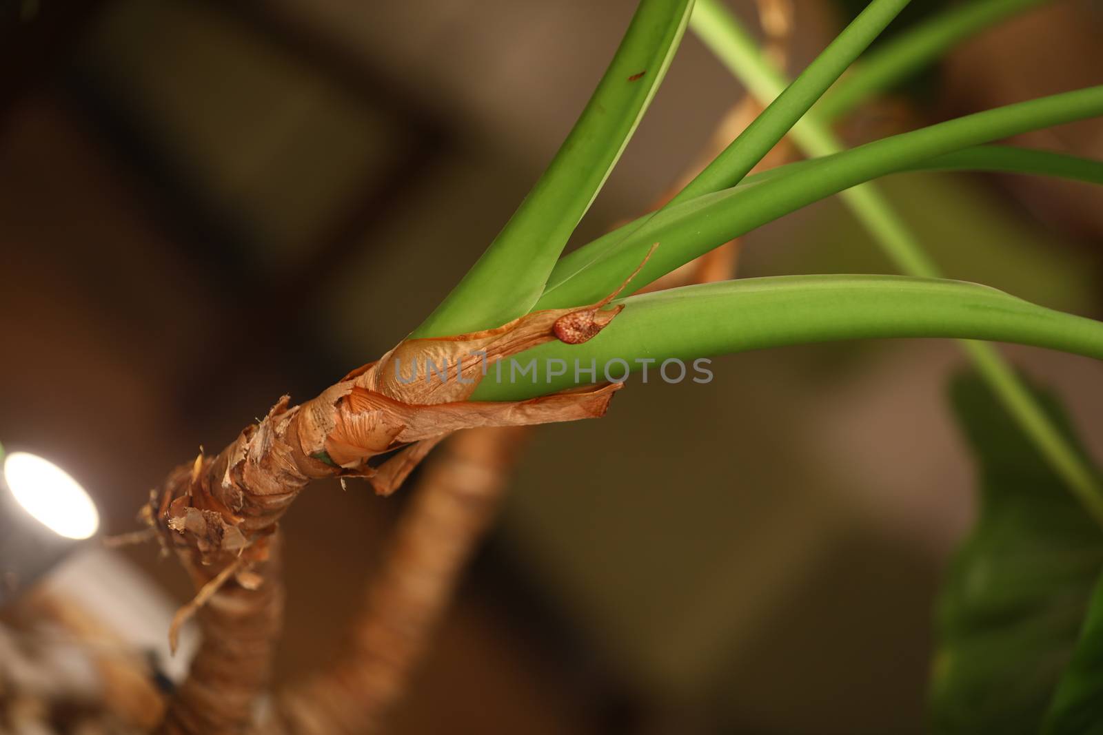 Indian Medicated Plants