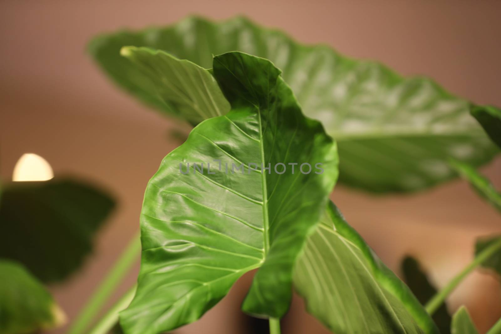 Indian Medicated Plants