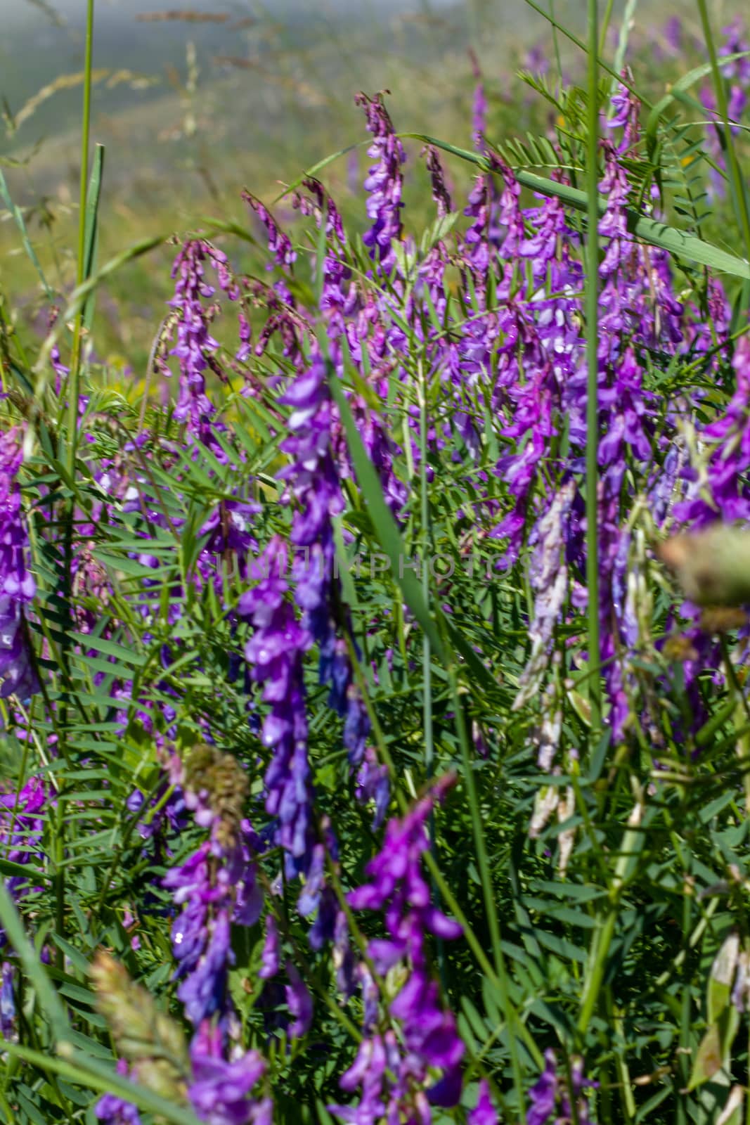 CASTELLUCCIO DI NORCIA AND ITS FLOWERING BETWEEN MICRO-COLORS OF FLOWERS AND NATURE