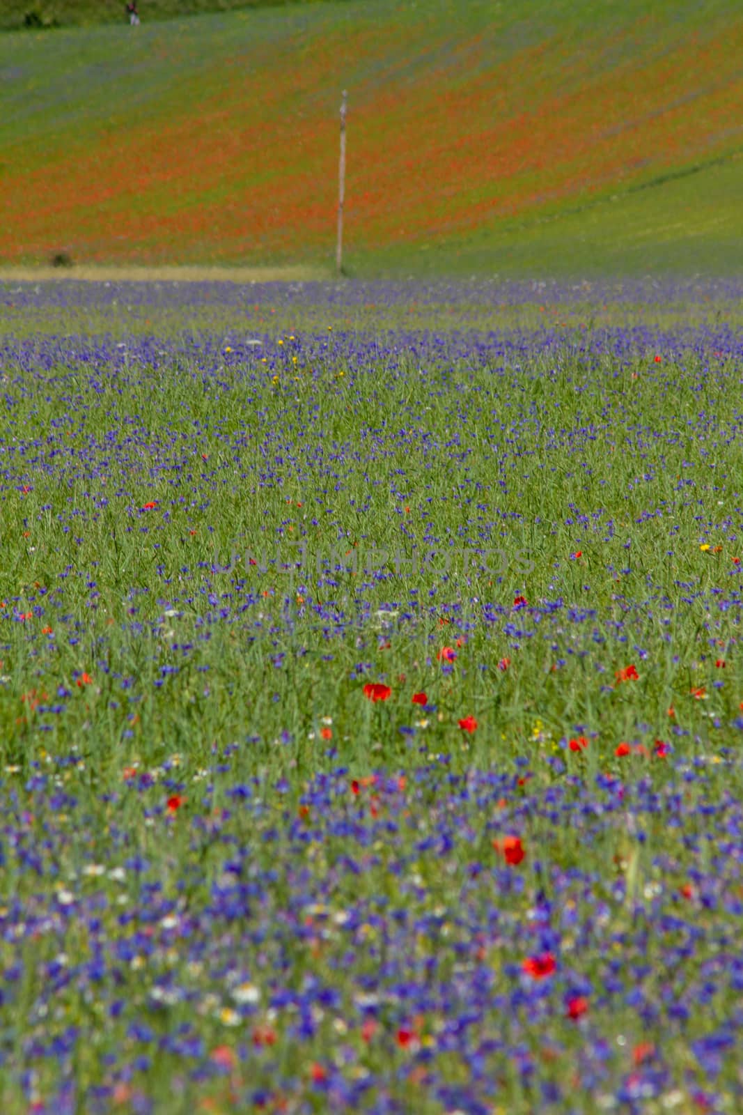 CASTELLUCCIO DI NORCIA AND ITS FLOWERING BETWEEN MICRO-COLORS OF FLOWERS AND NATURE