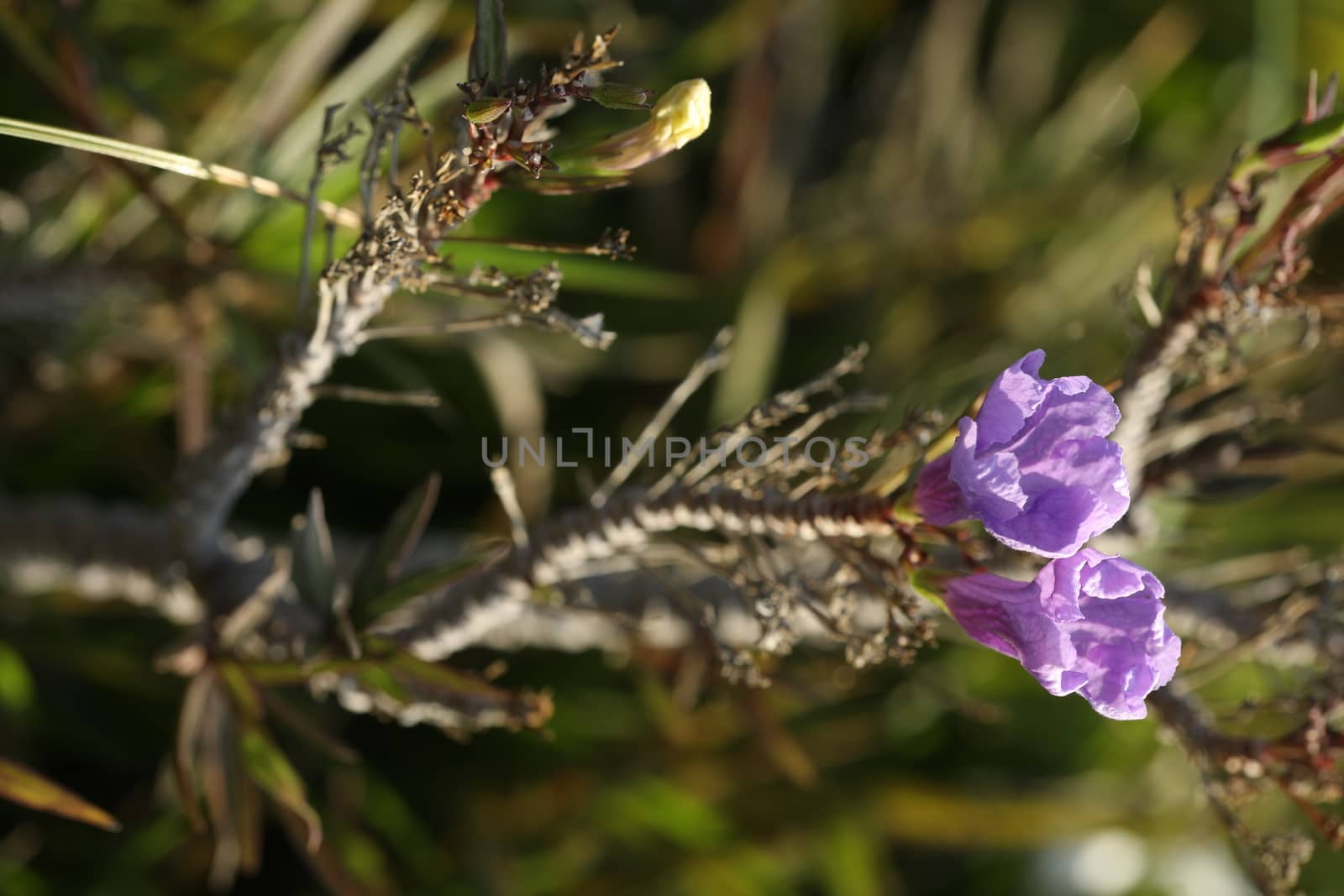 Closeup shot of Flowers