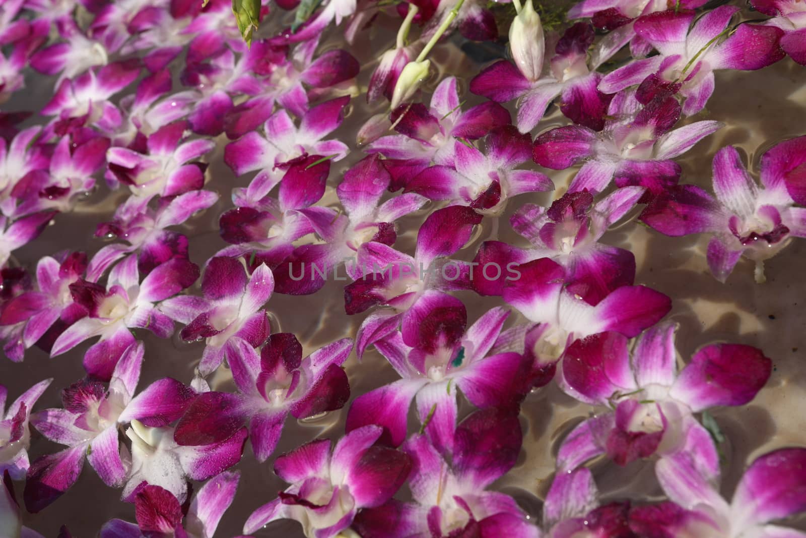 Closeup shot of Flowers