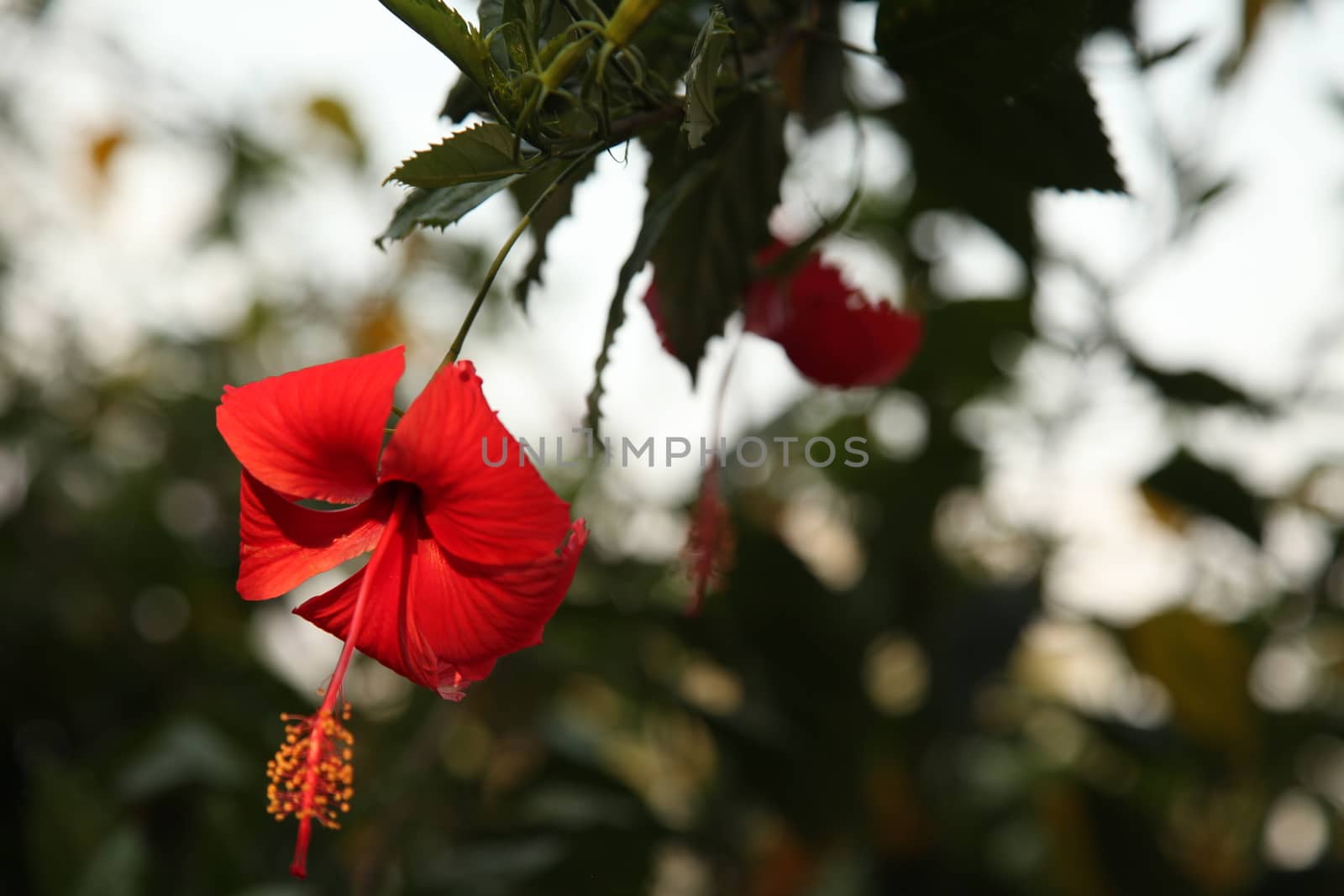 Closeup shot of Flowers