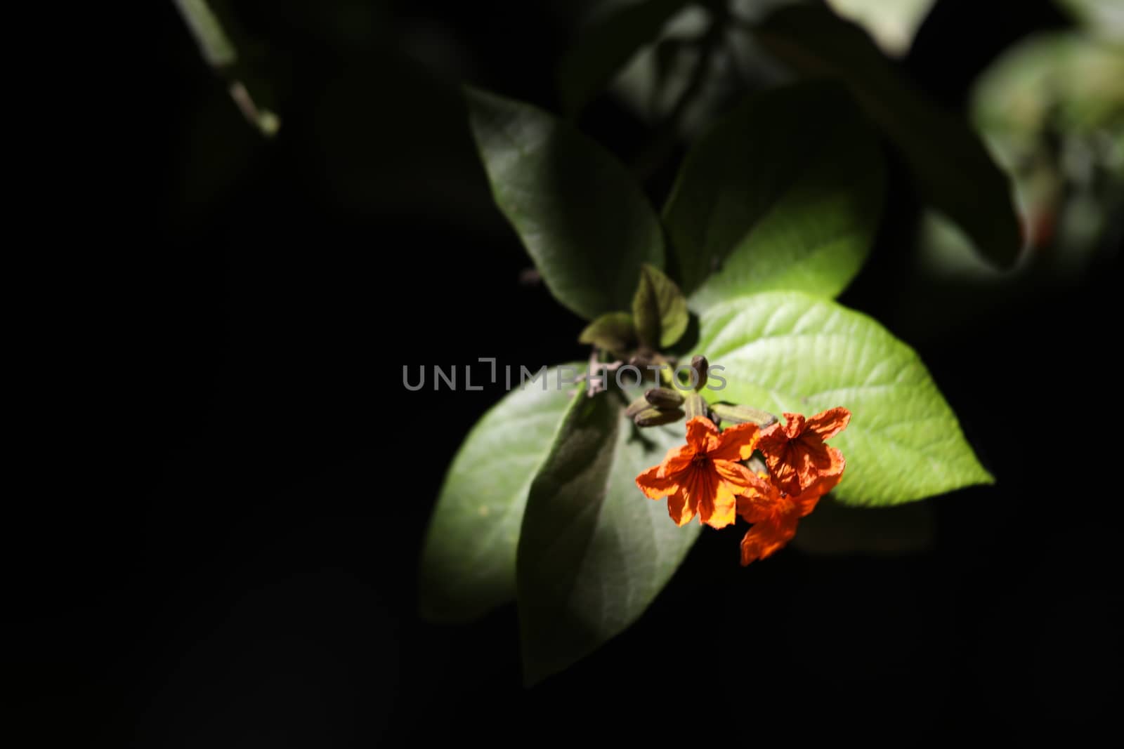 Closeup shot of Flowers