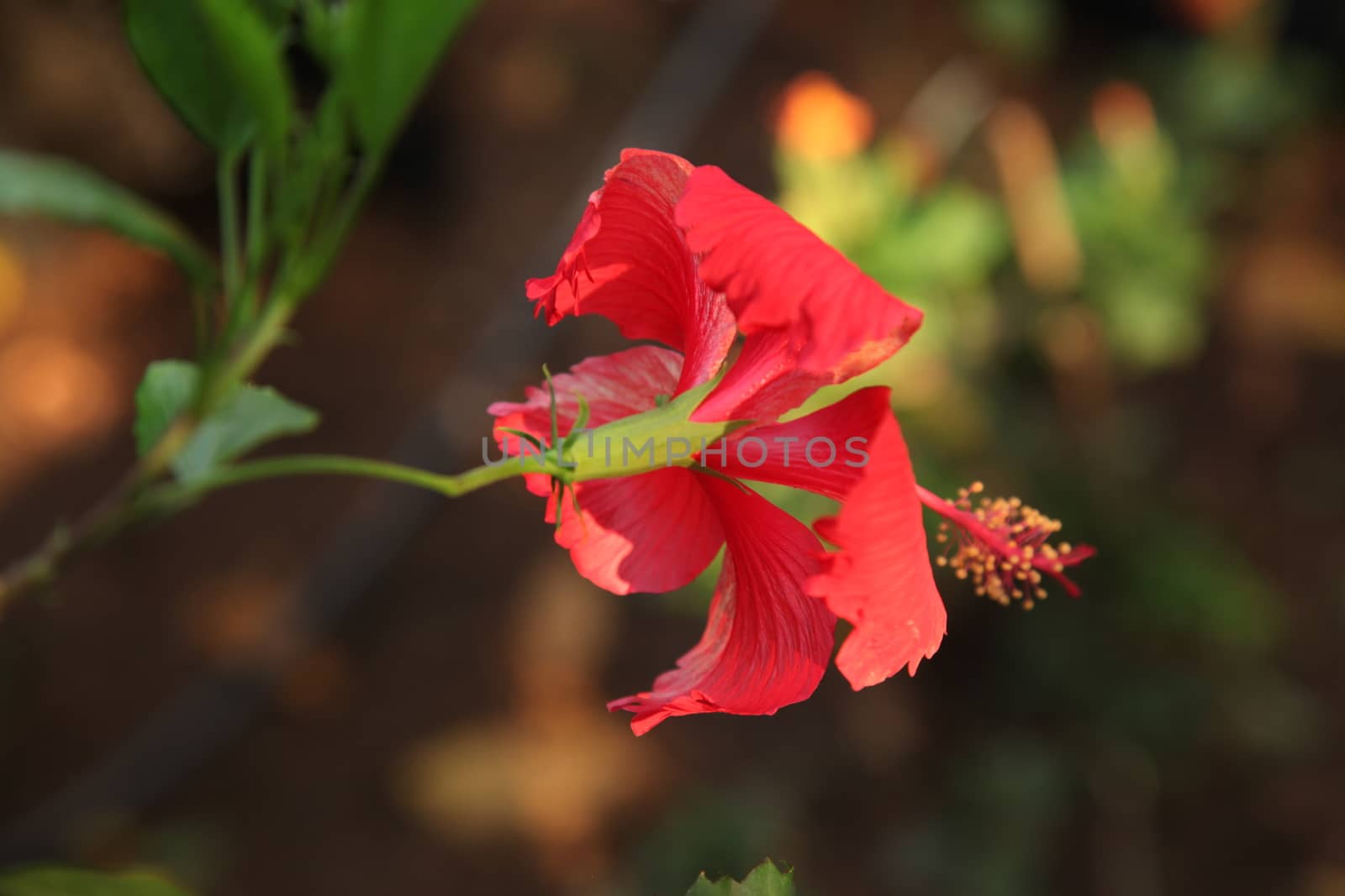 Closeup shot of Flowers