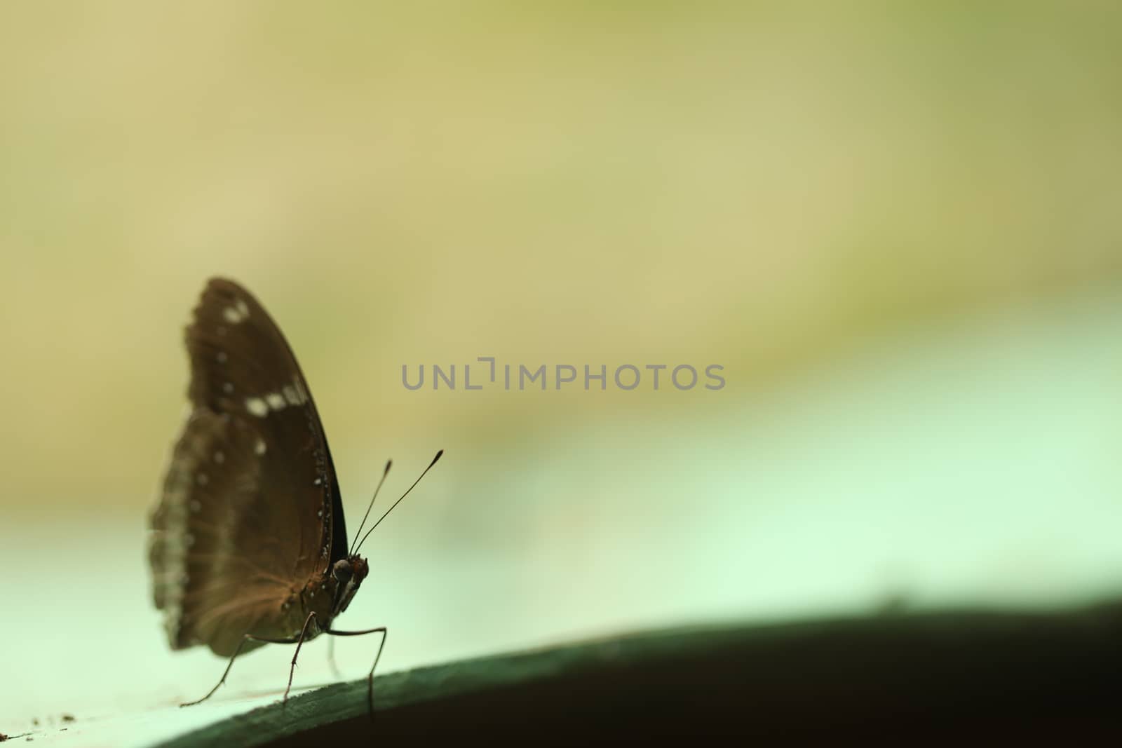 closeup of butterfly by rajastills