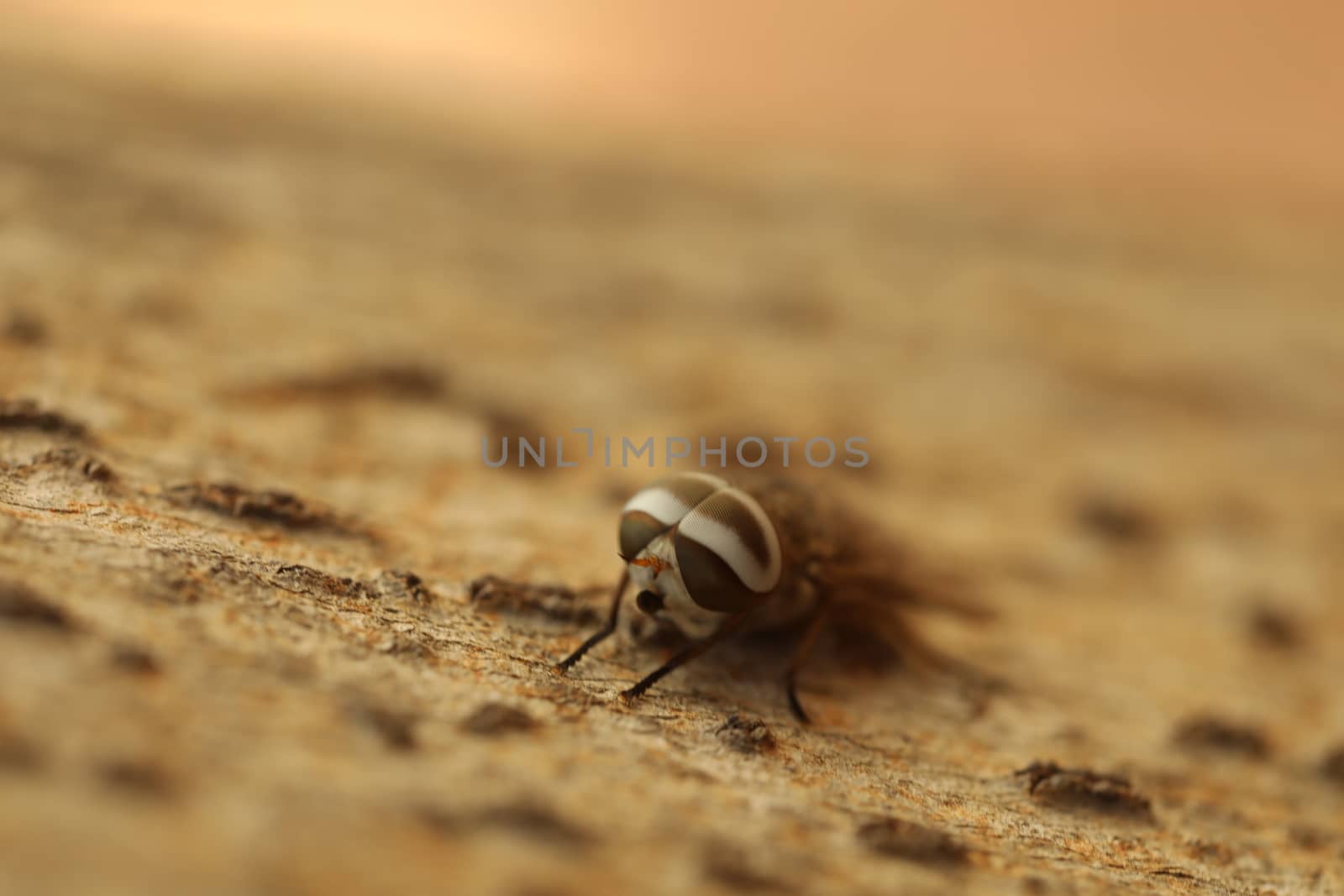 Insect Fly macro shot