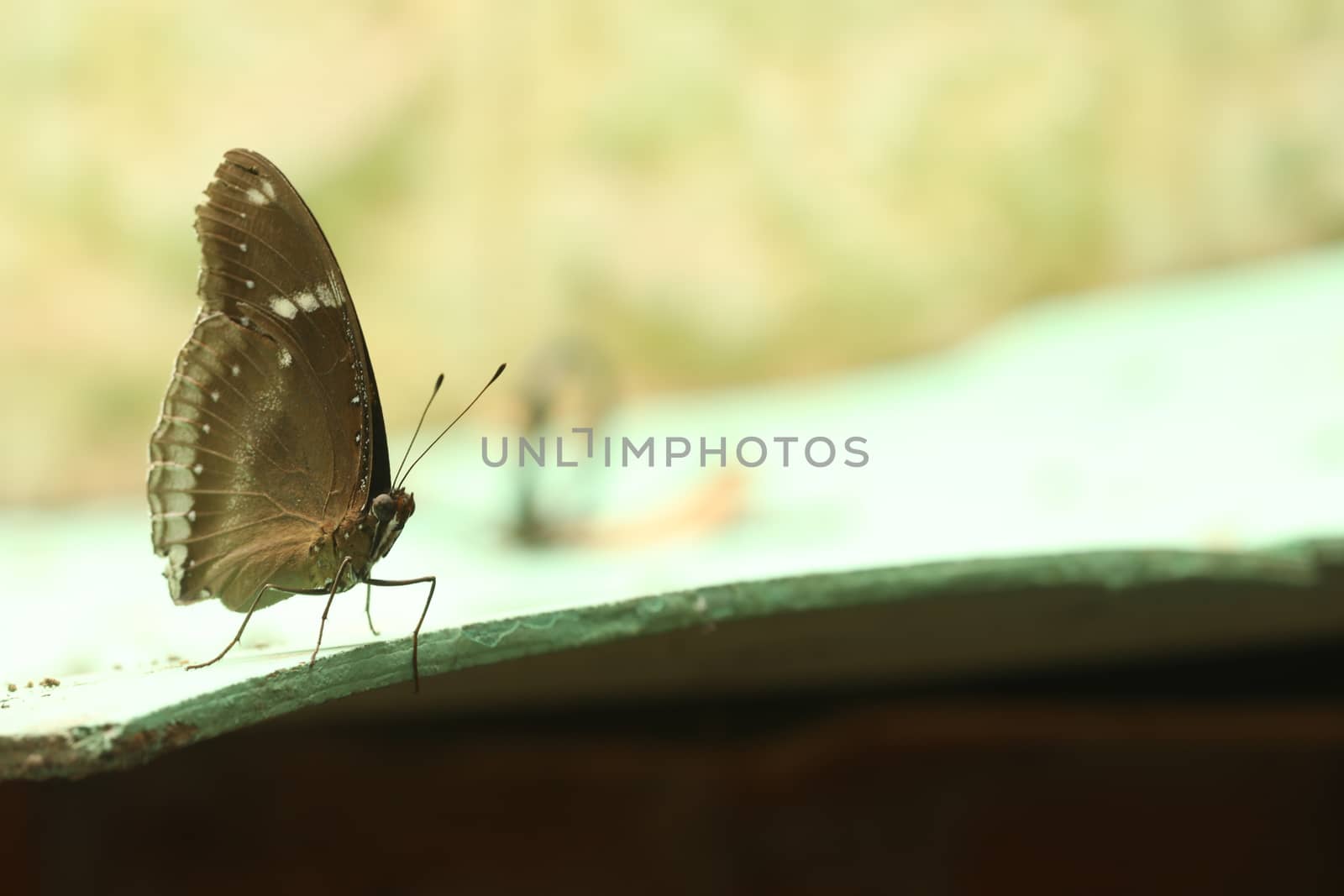 closeup of butterfly by rajastills