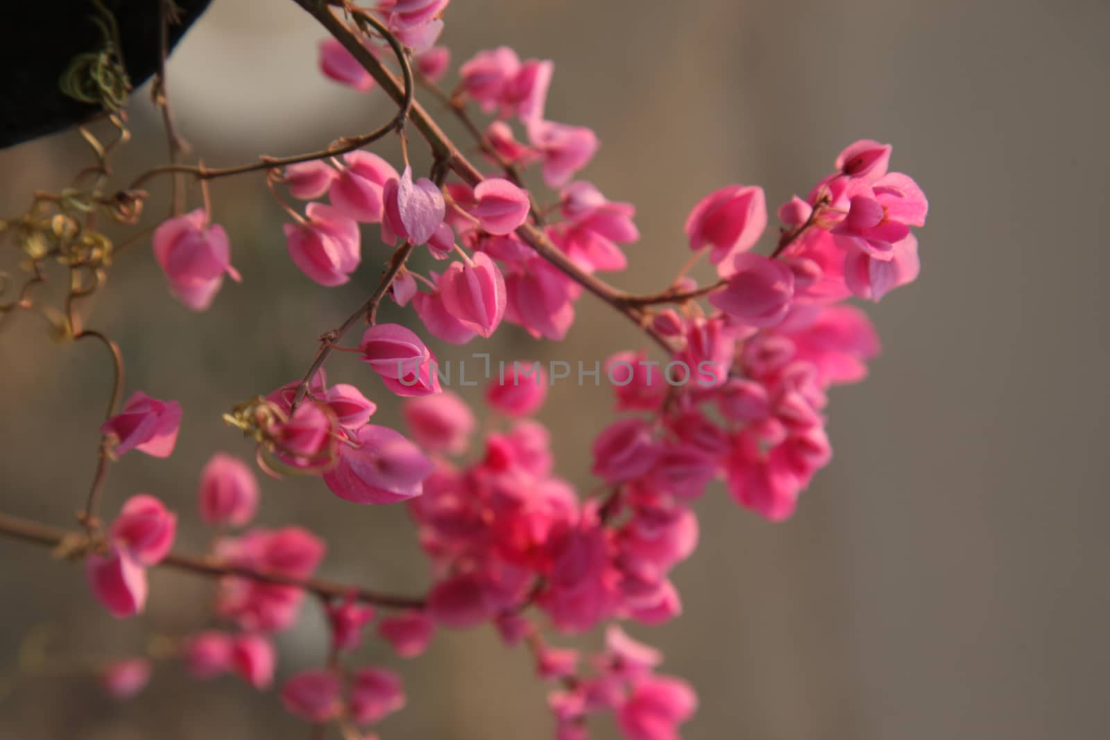 Closeup shot of Flowers