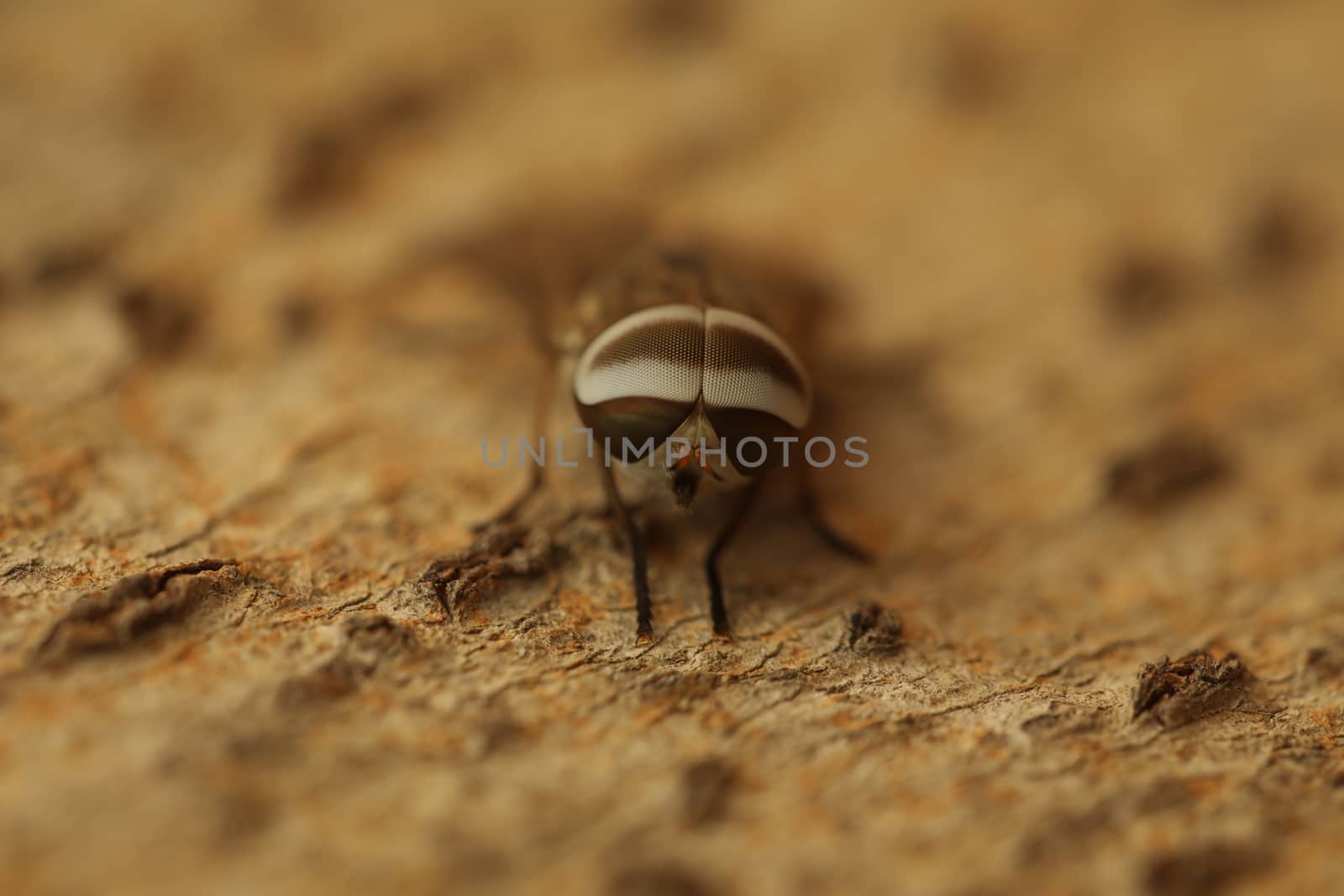 Insect Fly macro shot