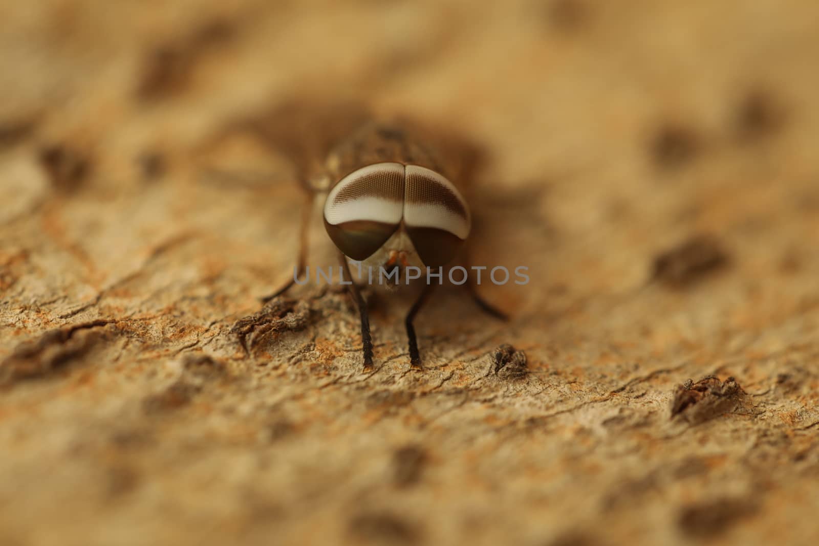 Insect Fly macro shot