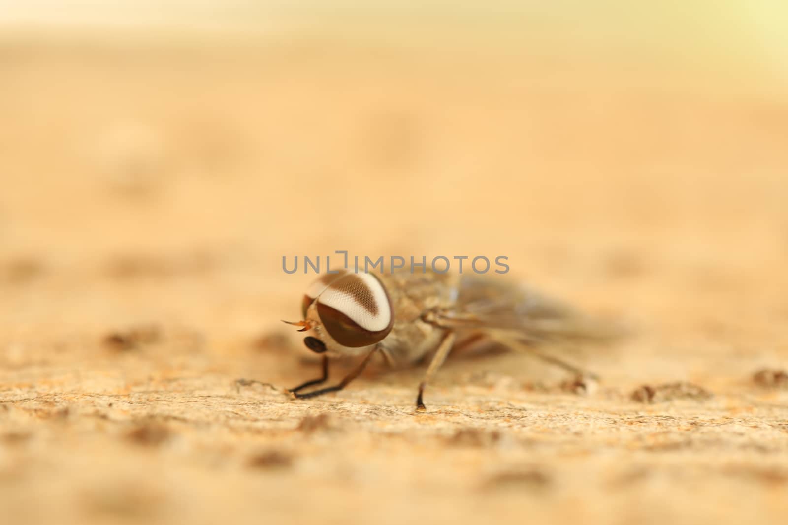 Insect Fly macro shot