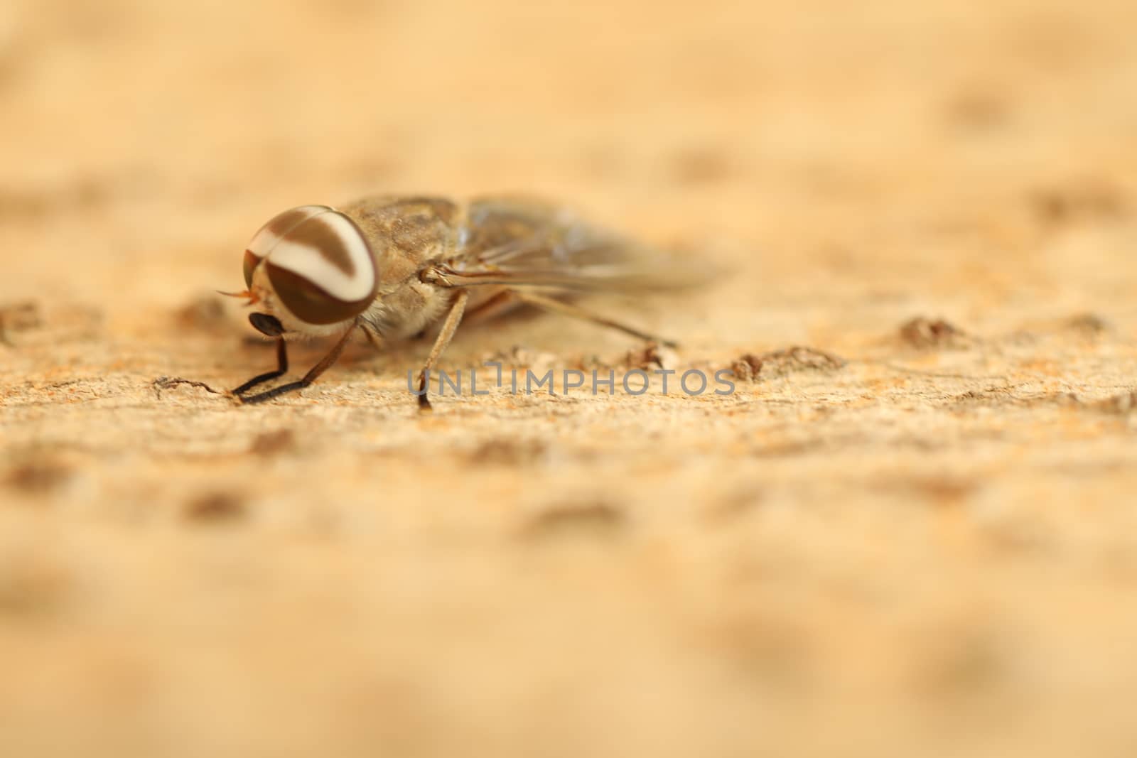 Insect Fly macro shot