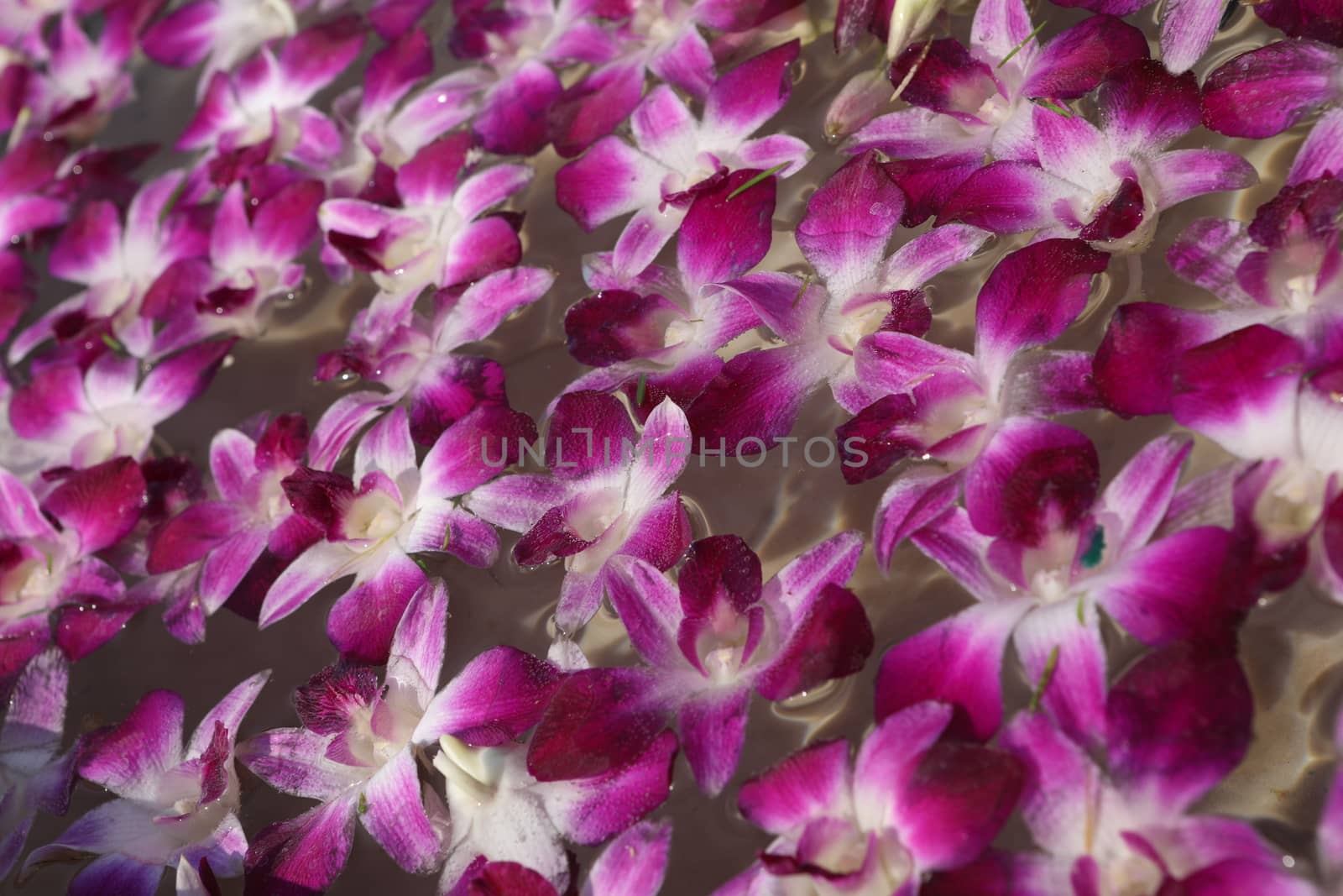 Closeup shot of Flowers