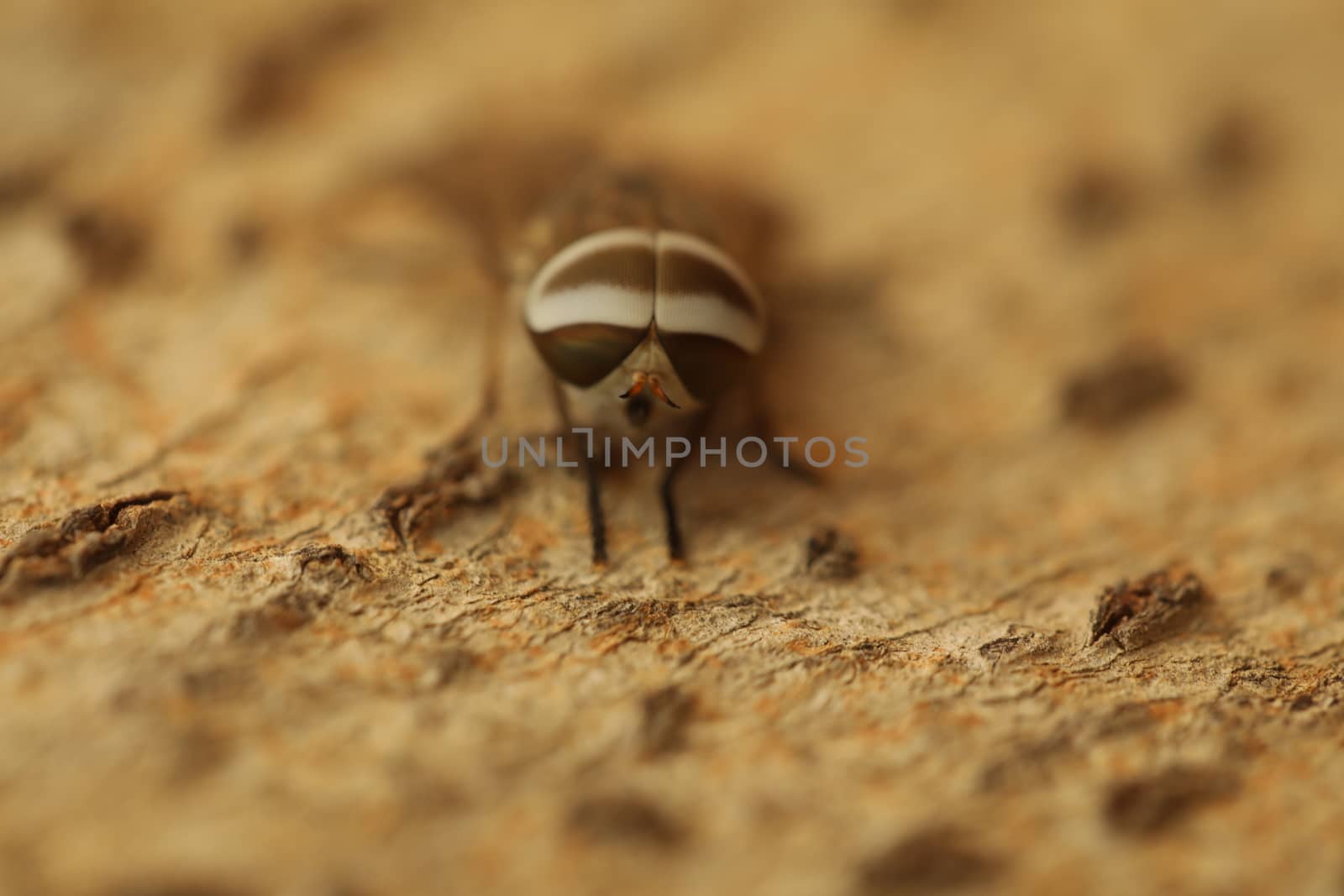 Insect Fly macro shot