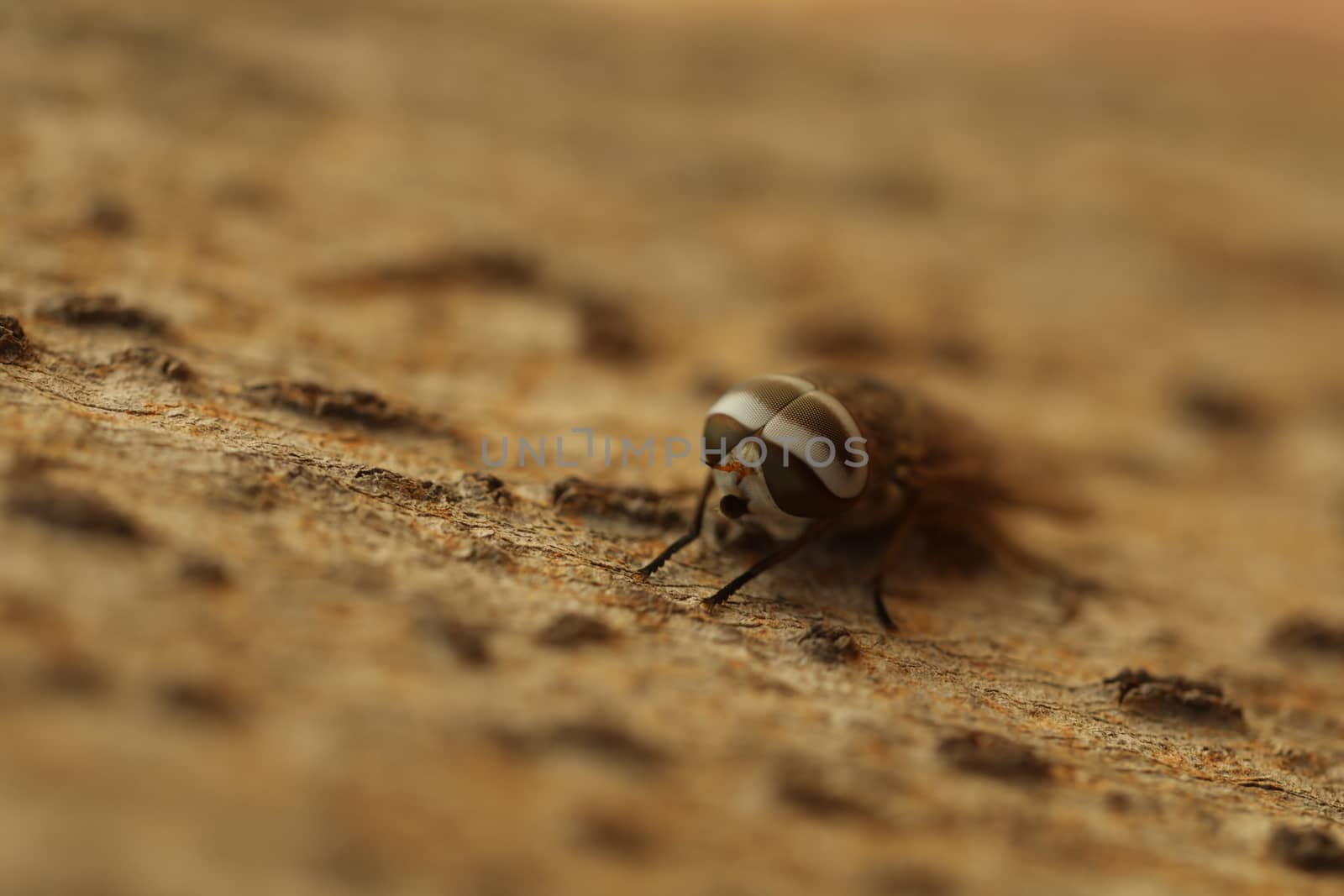 Insect Fly macro shot