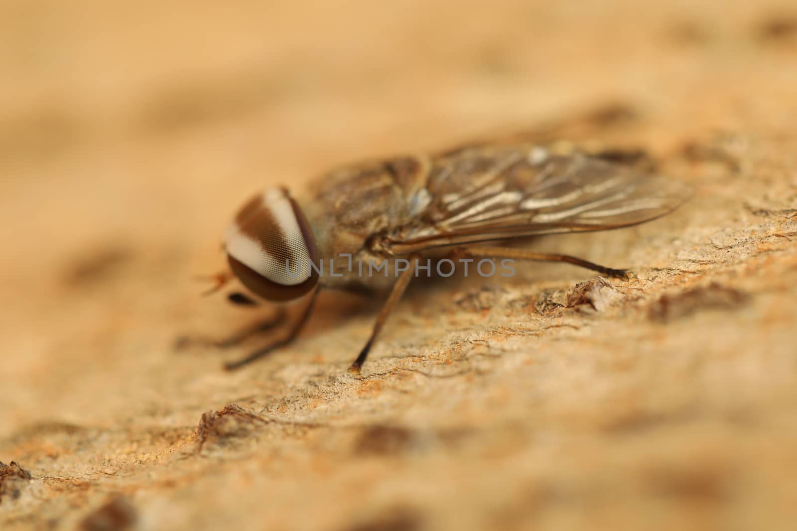 Insect Fly macro shot