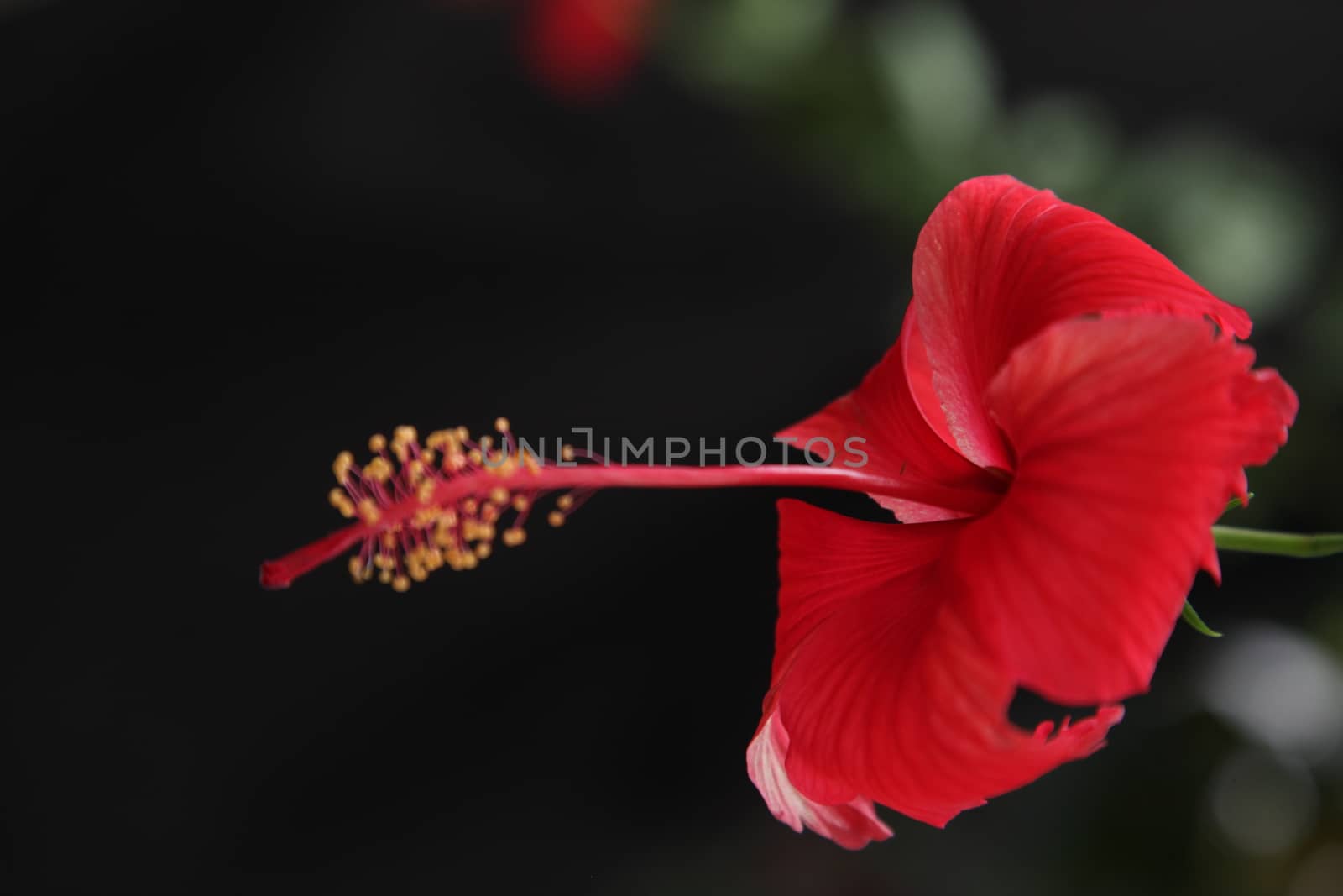 Closeup shot of Flowers