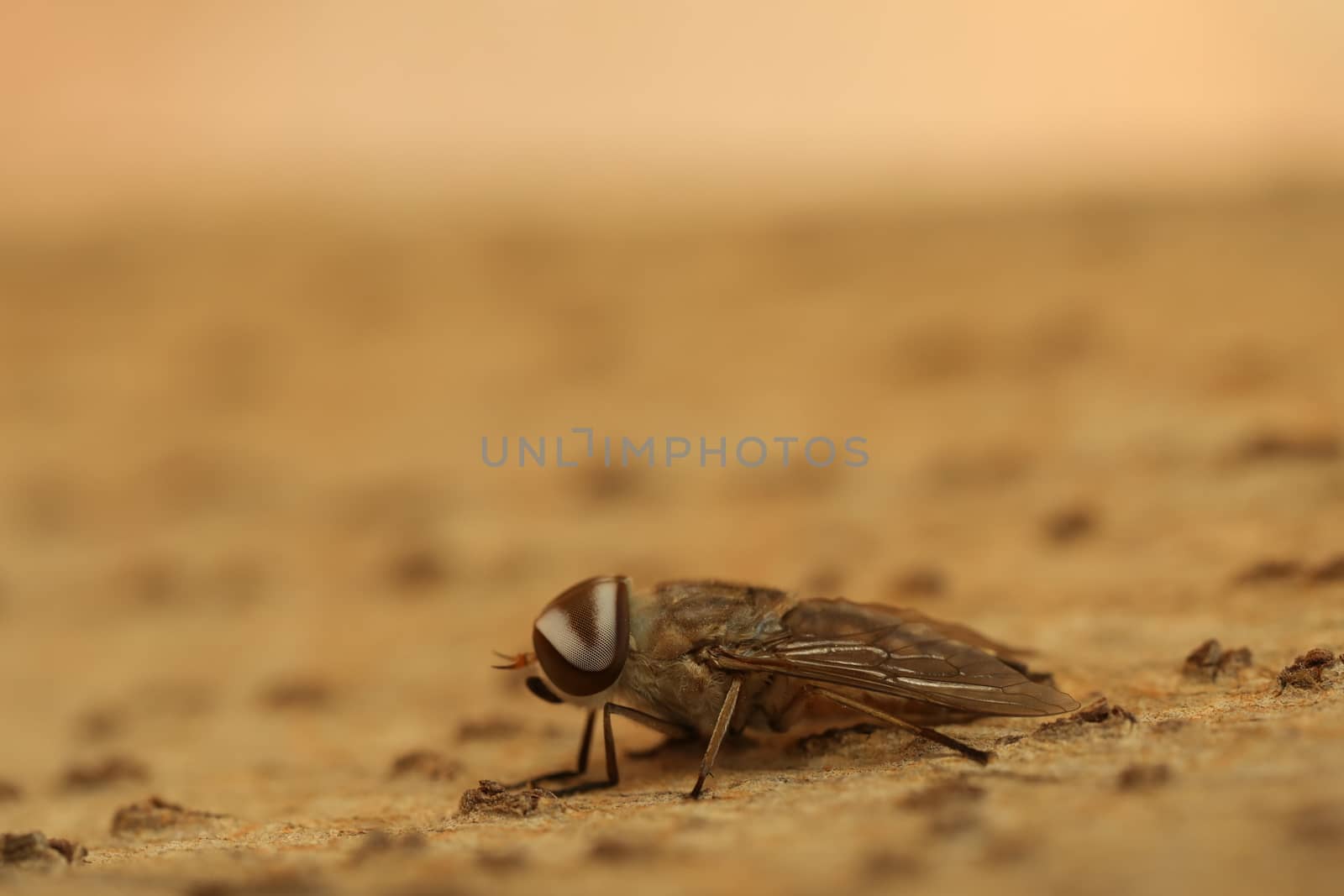 Insect Fly macro shot