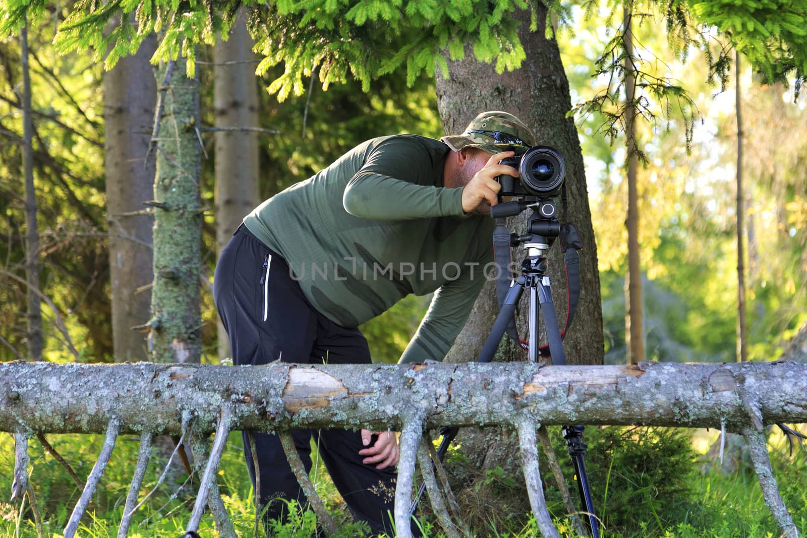 The photographer sets up the camera and hides behind the fir branches at the edge of the forest. by Sergii