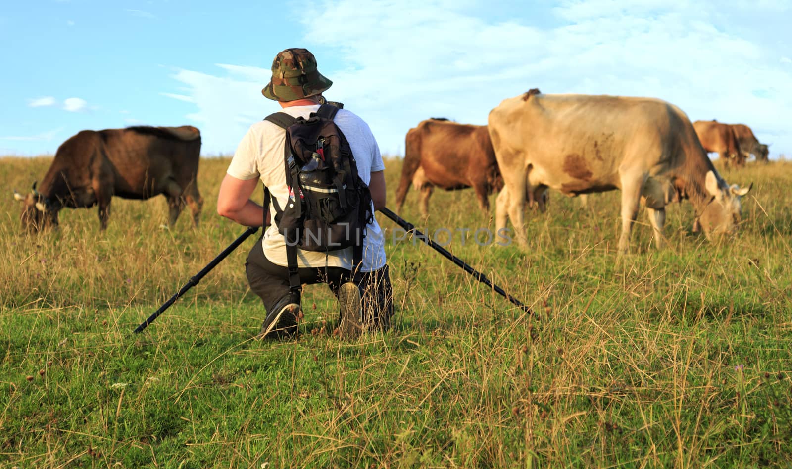 A shepherd photographer photographs a herd of cows on top of a Carpathian hill against a blue sky with light white clouds in blur.