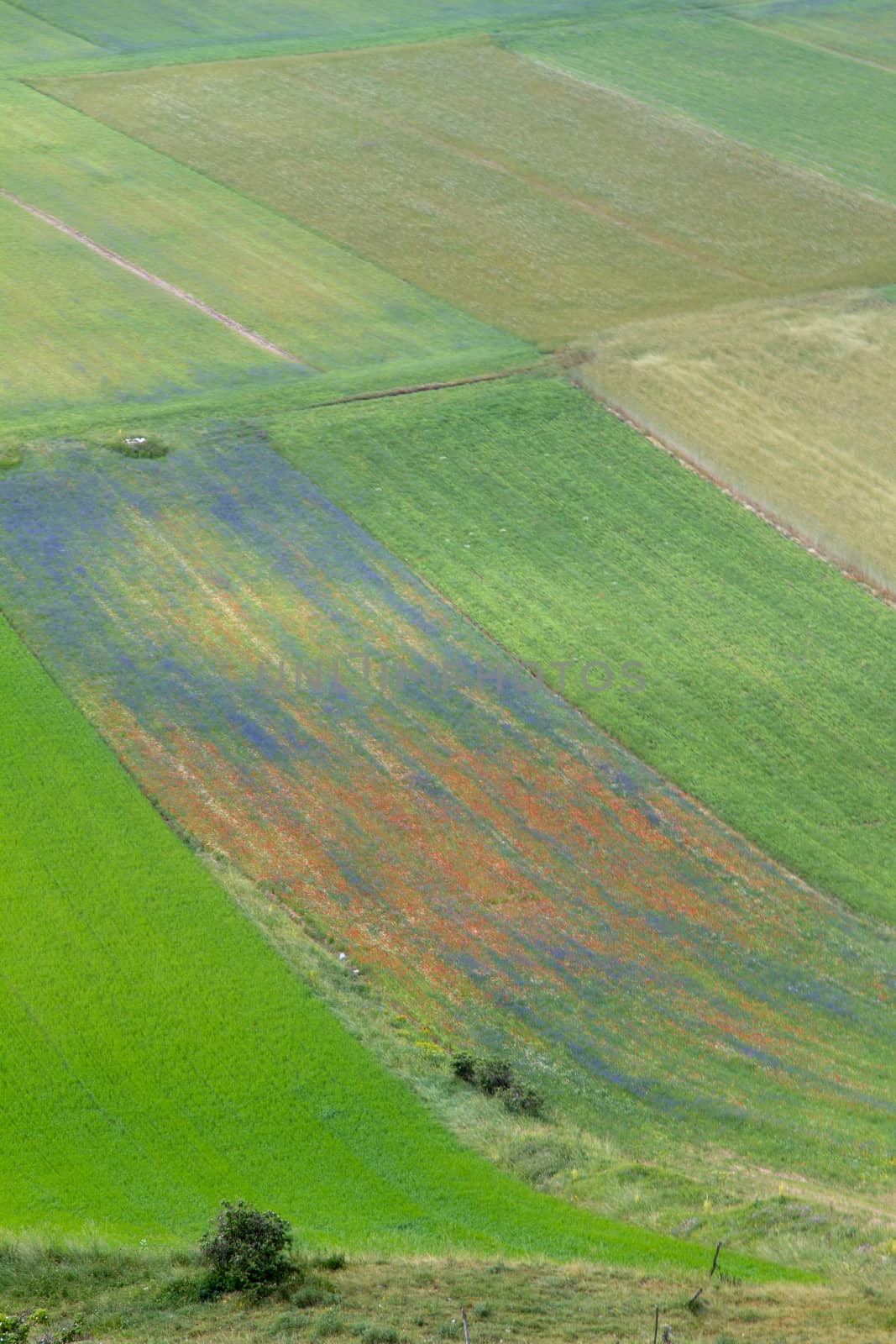 CASTELLUCCIO DI NORCIA AND ITS FLOWERING BETWEEN MICRO-COLORS OF FLOWERS AND NATURE