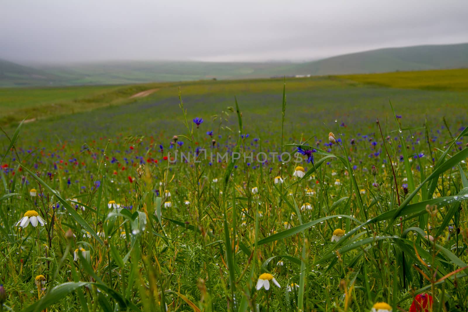 CASTELLUCCIO DI NORCIA AND ITS FLOWERING by carfedeph