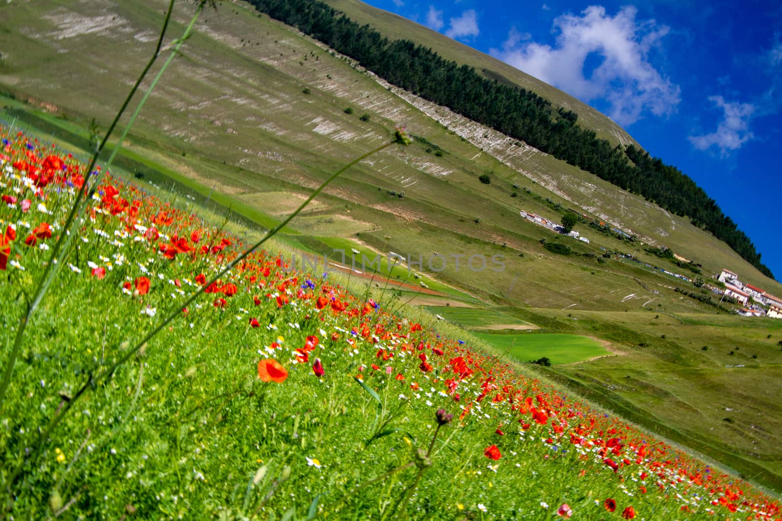 CASTELLUCCIO DI NORCIA AND ITS FLOWERING by carfedeph