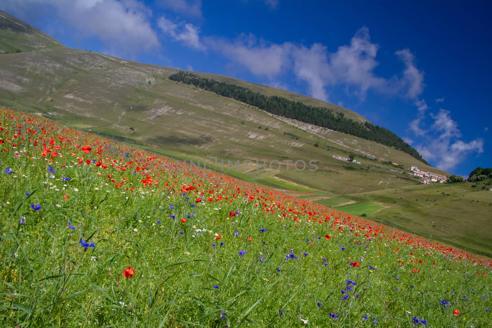 CASTELLUCCIO DI NORCIA AND ITS FLOWERING BETWEEN MICRO-COLORS OF FLOWERS AND NATURE