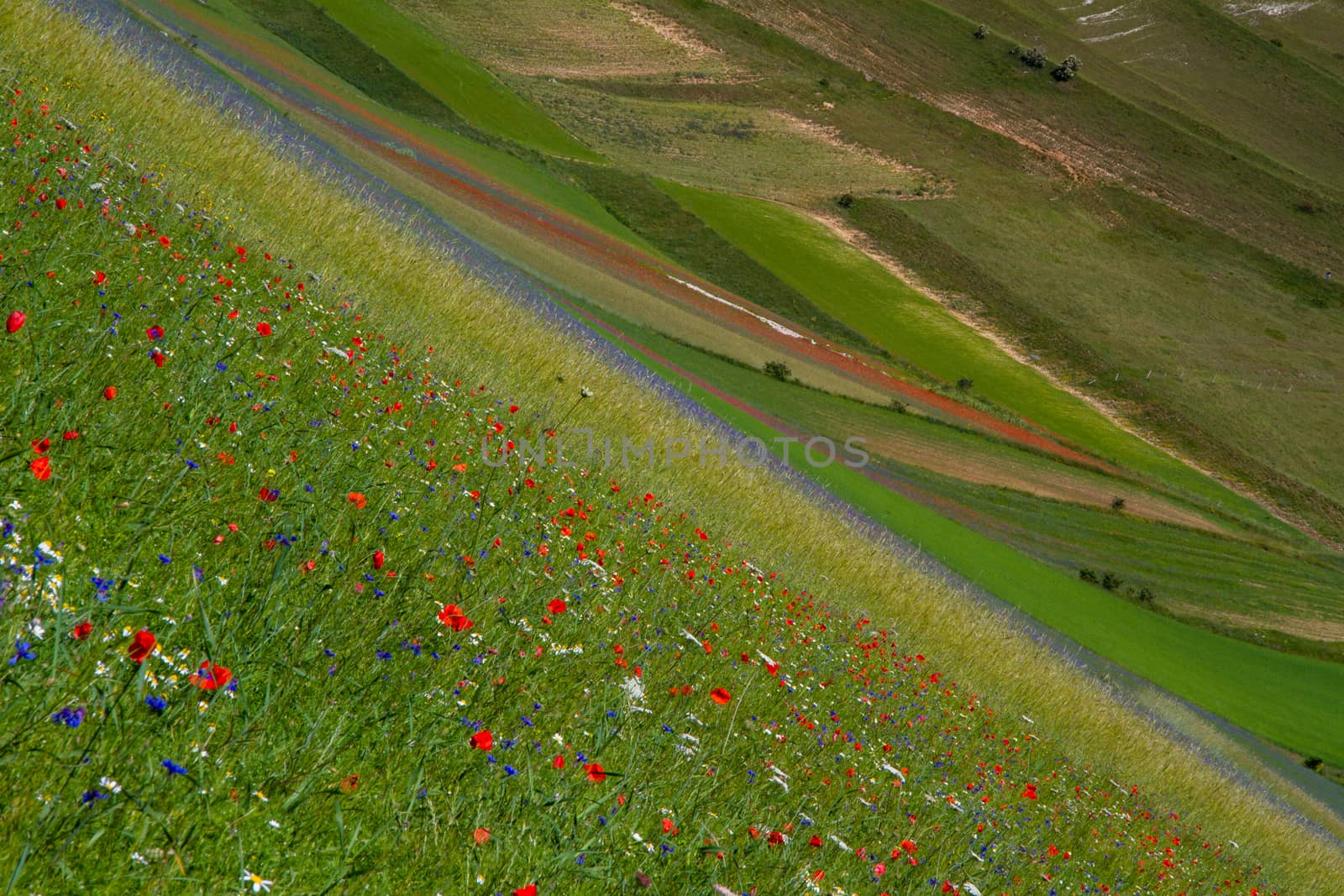 CASTELLUCCIO DI NORCIA AND ITS FLOWERING BETWEEN MICRO-COLORS OF FLOWERS AND NATURE