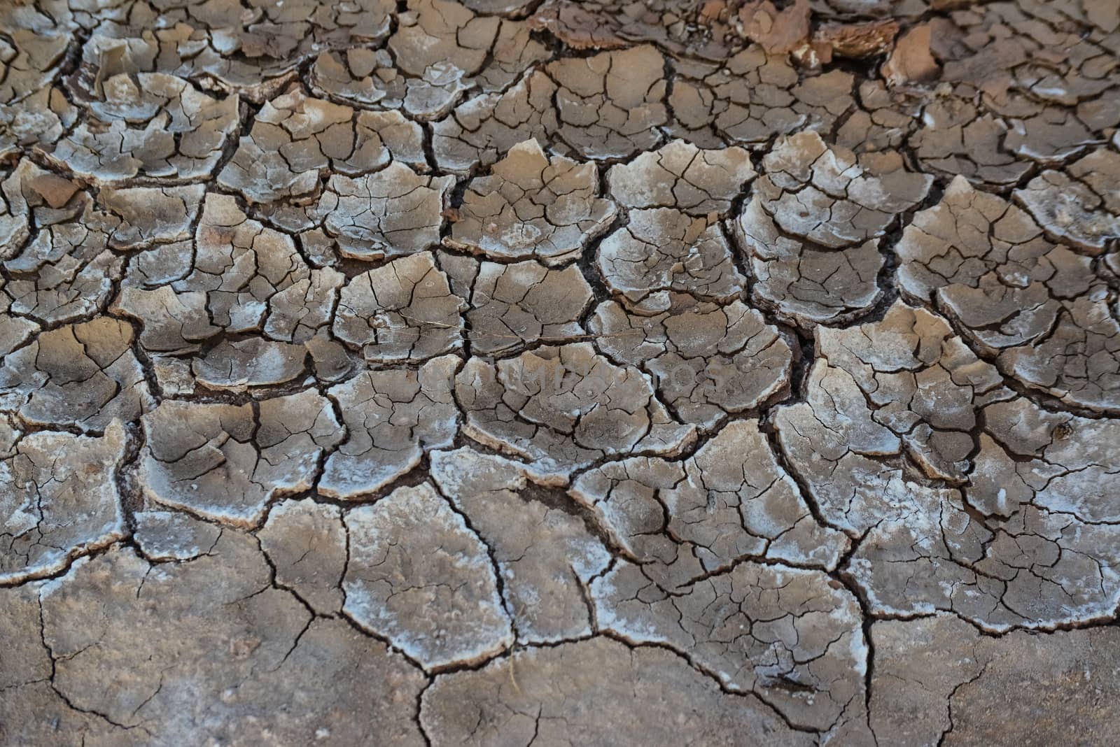 Cracked red clay and white salt on the surface in a dried riverbed in the desert of New Mexico, USA