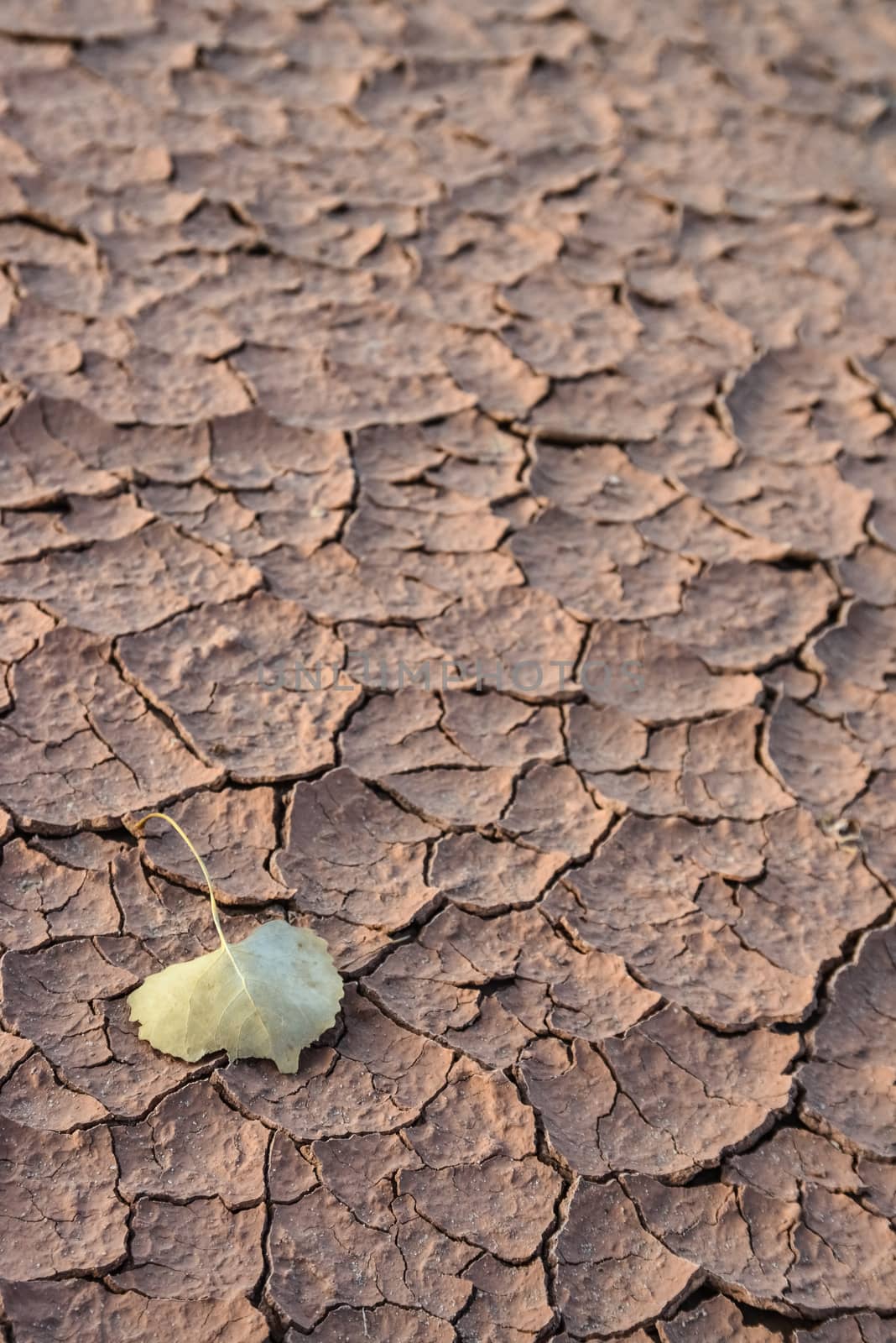 Cracked red clay and white salt on the surface in a dried riverbed in the desert of New Mexico, USA