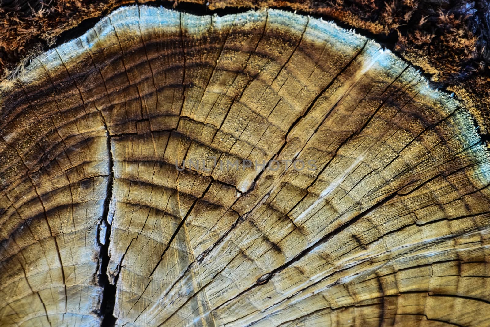 Brown Tree Trunk Slice, New Mexico