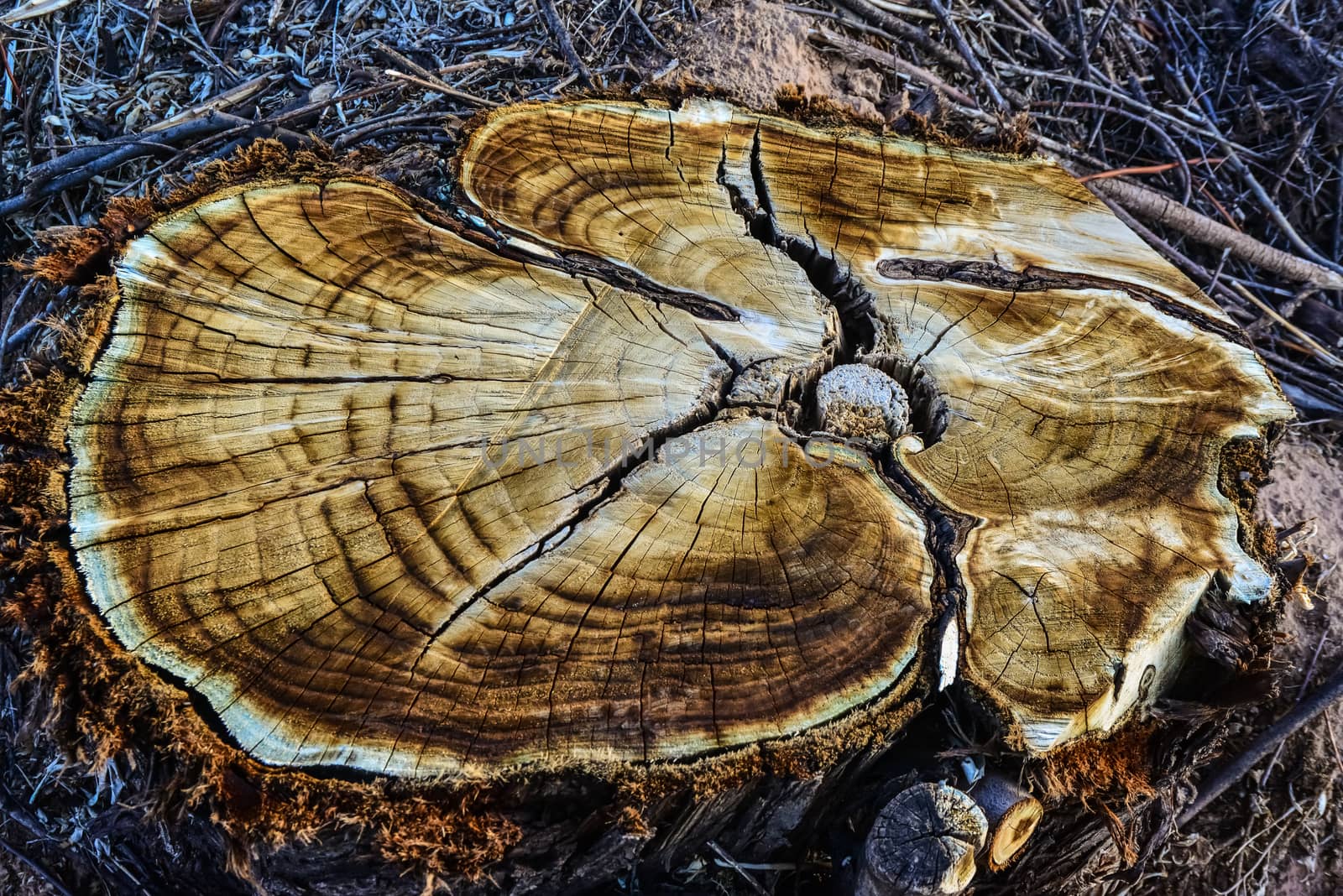 Brown Tree Trunk Slice, New Mexico