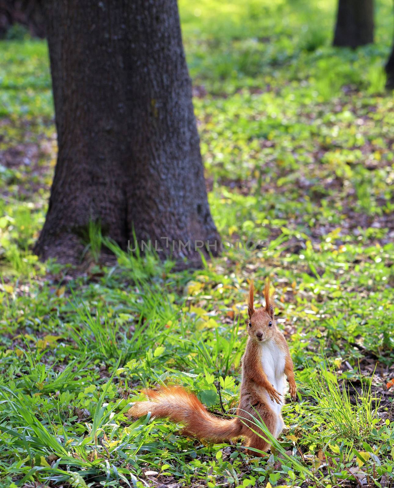 A little orange squirrel stands on its hind legs on a sunny meadow between the trees and carefully looks into the distance of the city park.