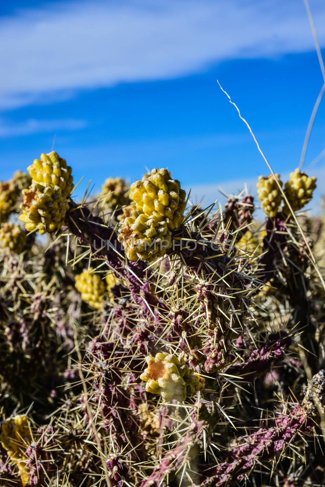 (Cylindropuntia versicolor) Prickly cylindropuntia with yellow fruits with seeds. Arizona cacti, USA