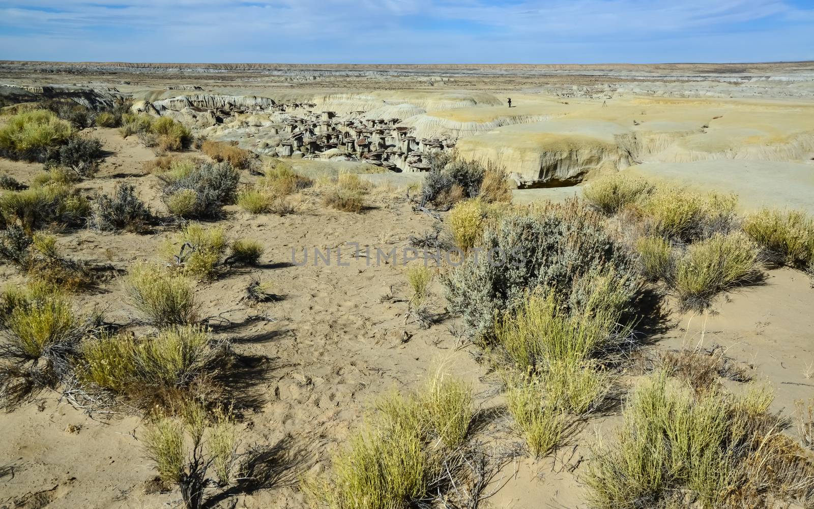 Desert landscape with dry plants in Ah-Shi-Sle-Pah Wilderness Study Area in San Juan County near the city of Farmington, New Mexico. 