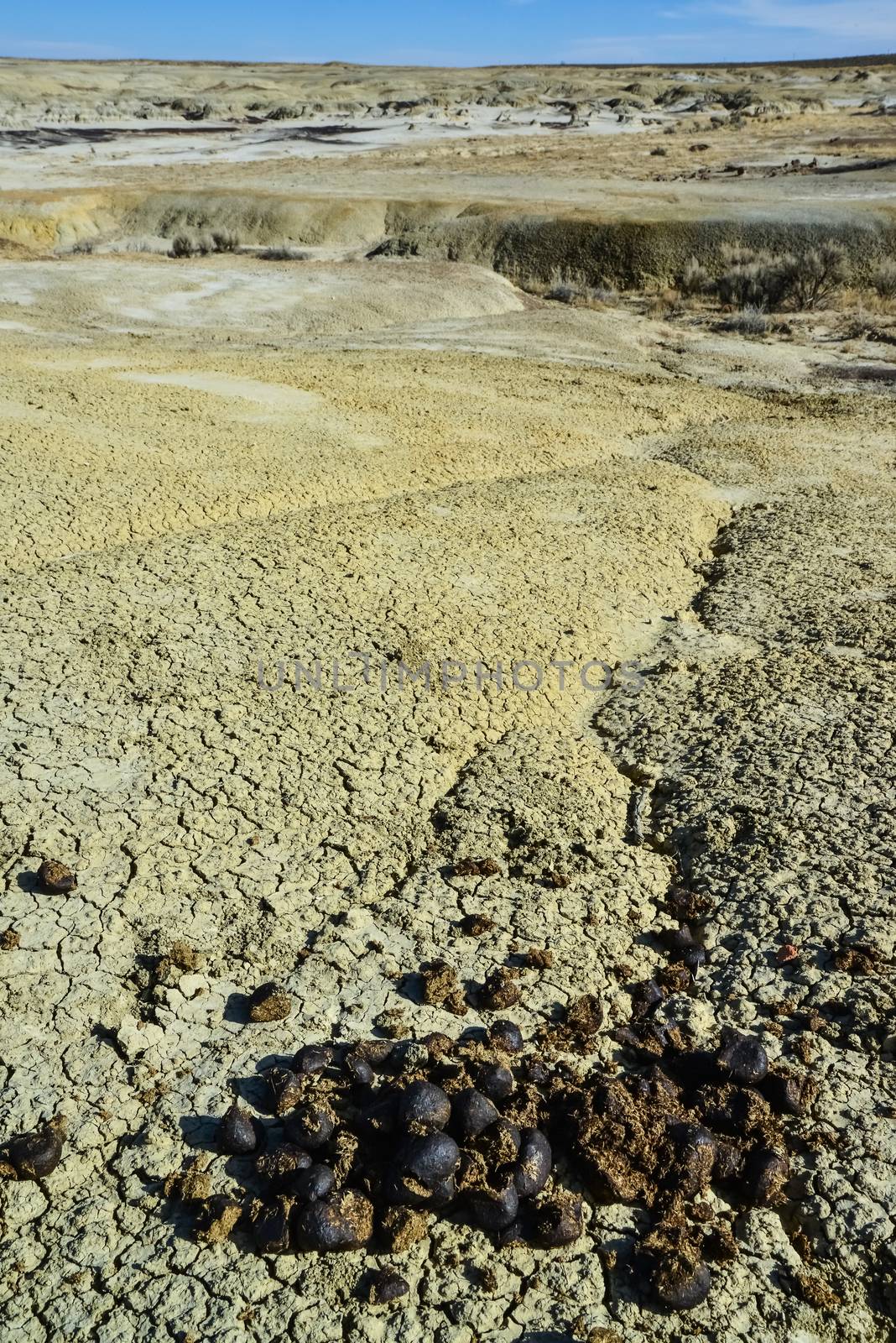 A pile of poop on a prairie in New Mexico