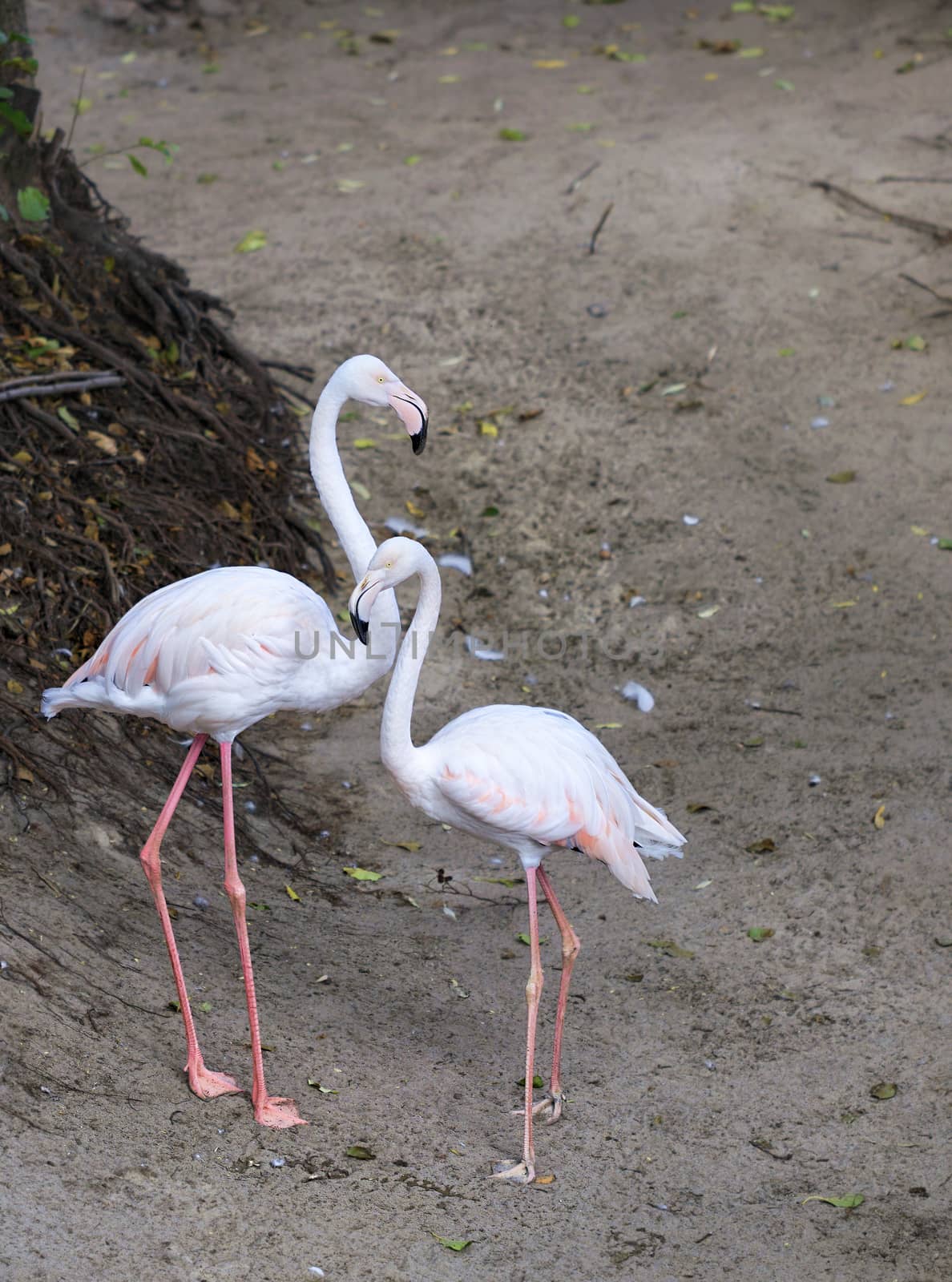 Portrait of a beautiful pair of young pink flamingos by Sergii