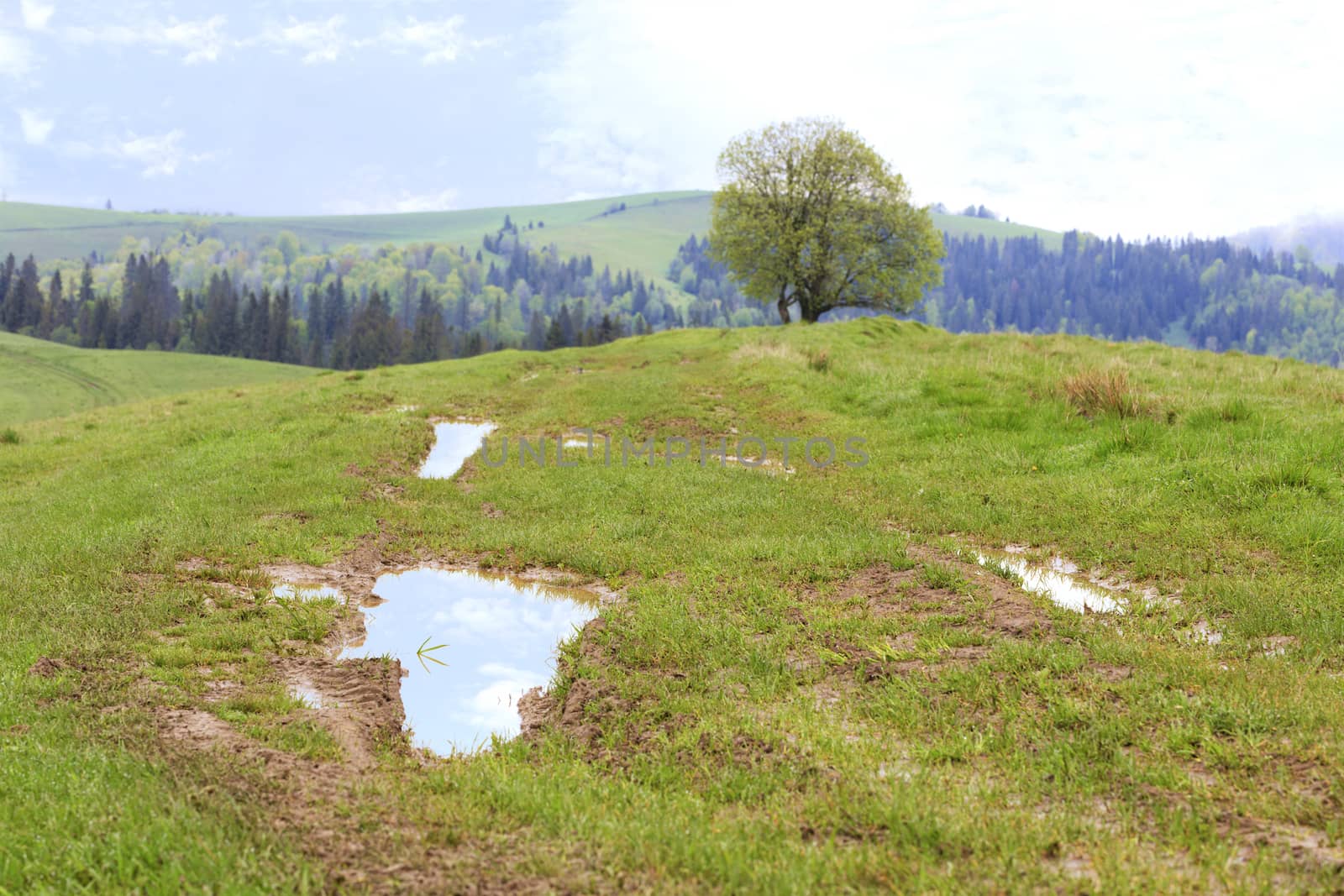 Bright green juicy grass among the puddles on top of the hill after spring rain against the backdrop of the mountain landscape of the Carpathian Mountains.