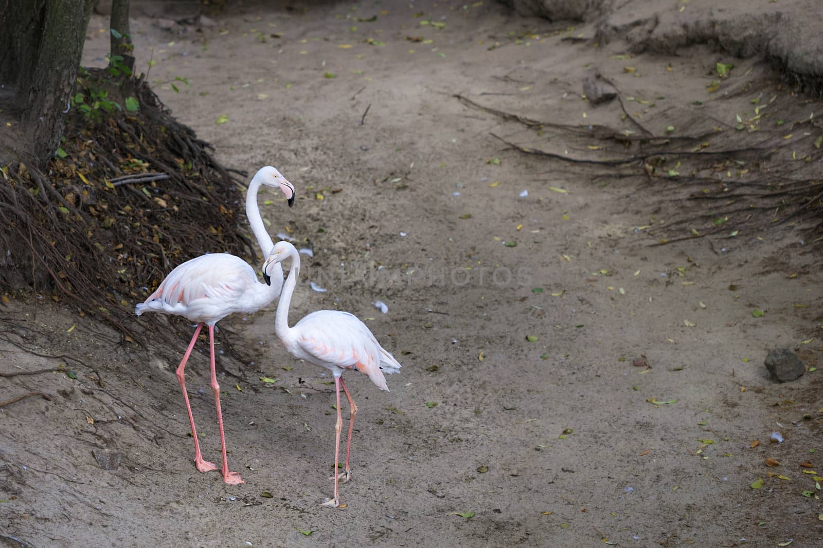 A lovely pair of young pink flamingos stand against a forest clearing