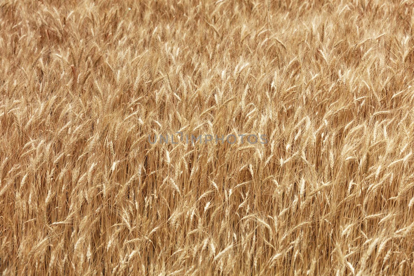Yellow field of ripe wheat ears growing in summer in windy weather.
