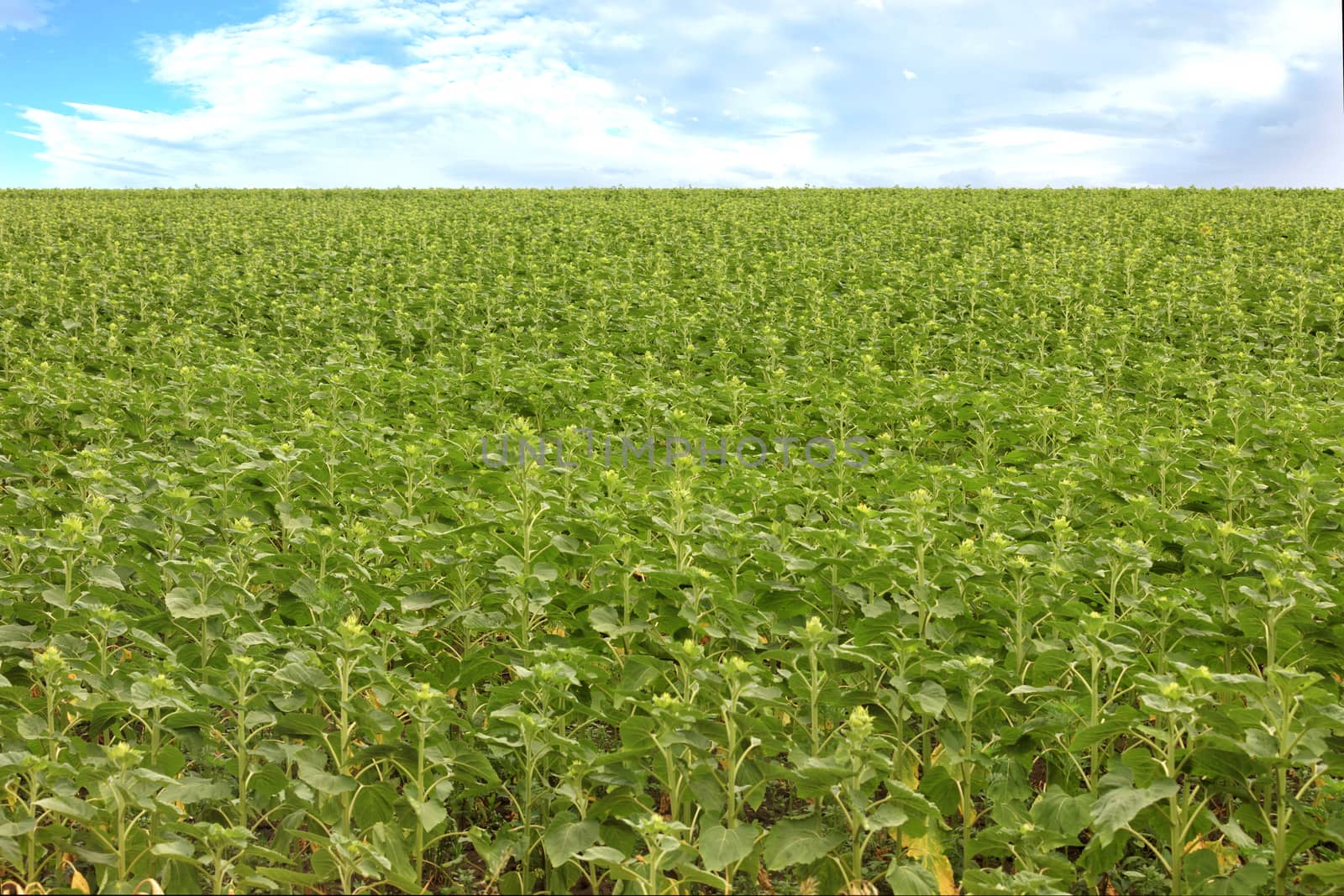 A field of green sunflower and growing grass in spring in windy weather
