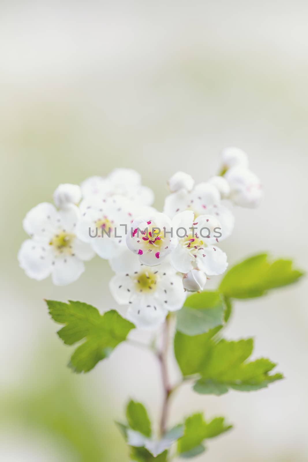 detail of twig, Midland hawthorn (Crataegus laevigata), white flowering tree in springtime, Europe