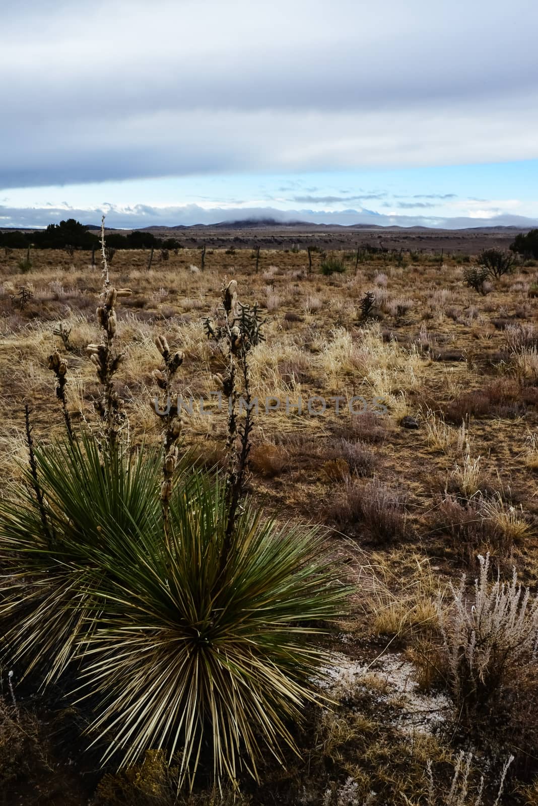Desert landscape, yucca, cacti and desert plants on the prairies in New Mexico