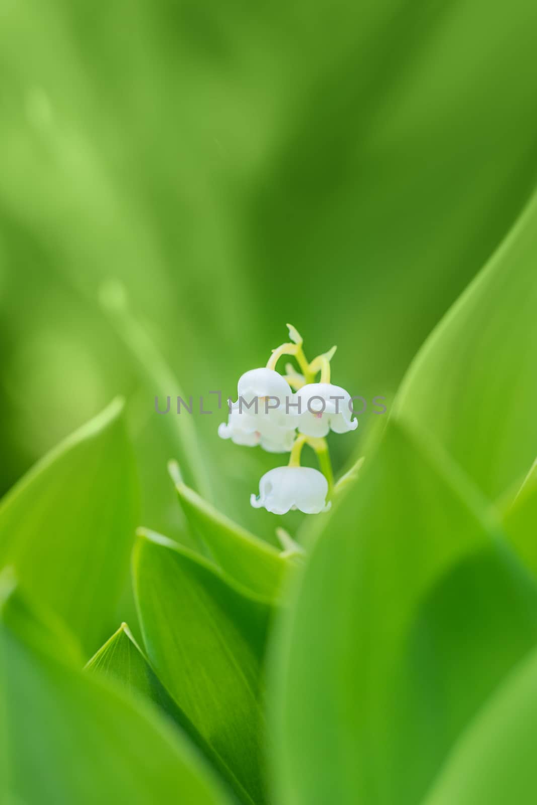 Blooming Lily of the valley (Convallaria majalis) in spring garden with shallow focus