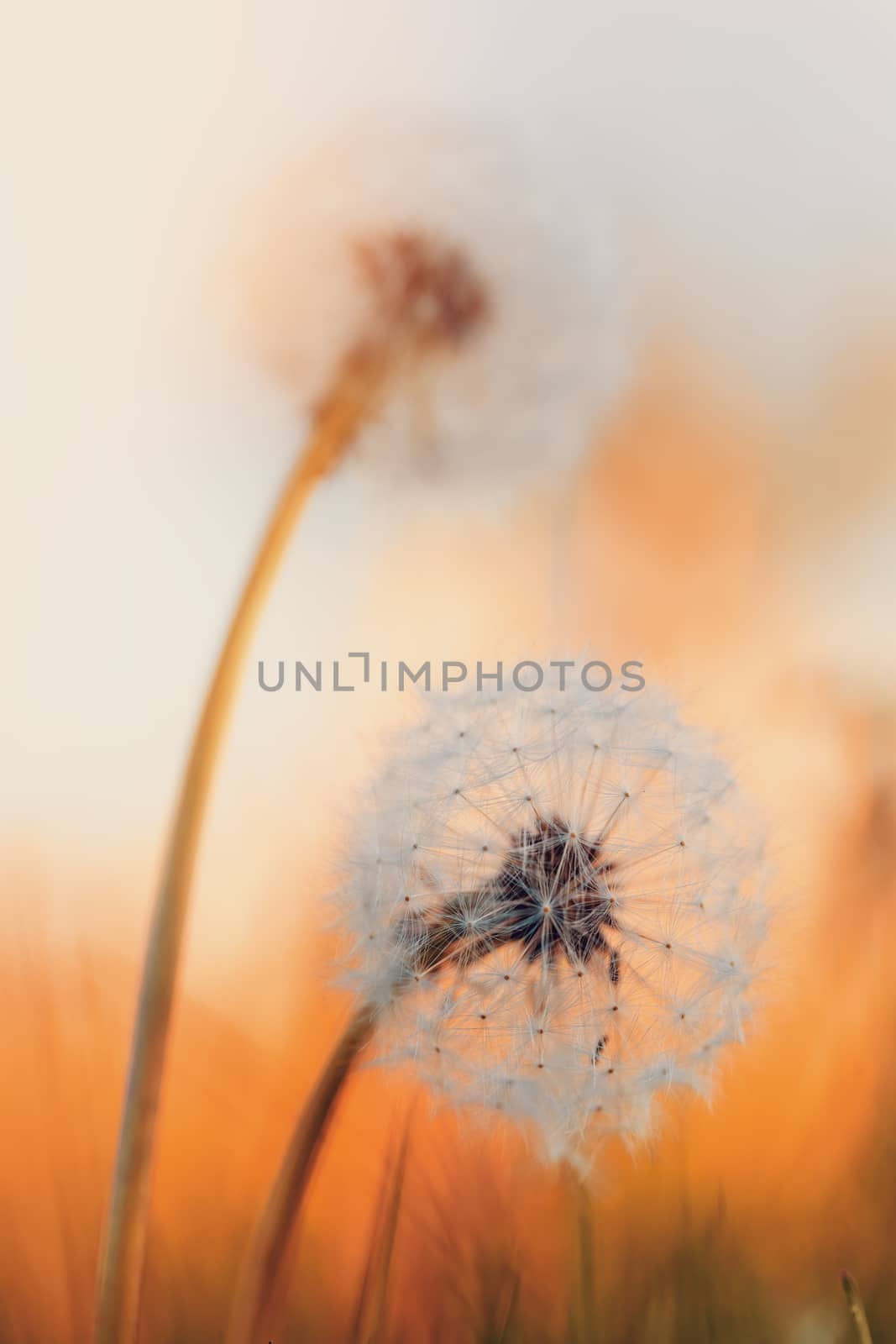 Dandelion flower with shallow focus, abstract spring color tone for natural background. Springtime symbol