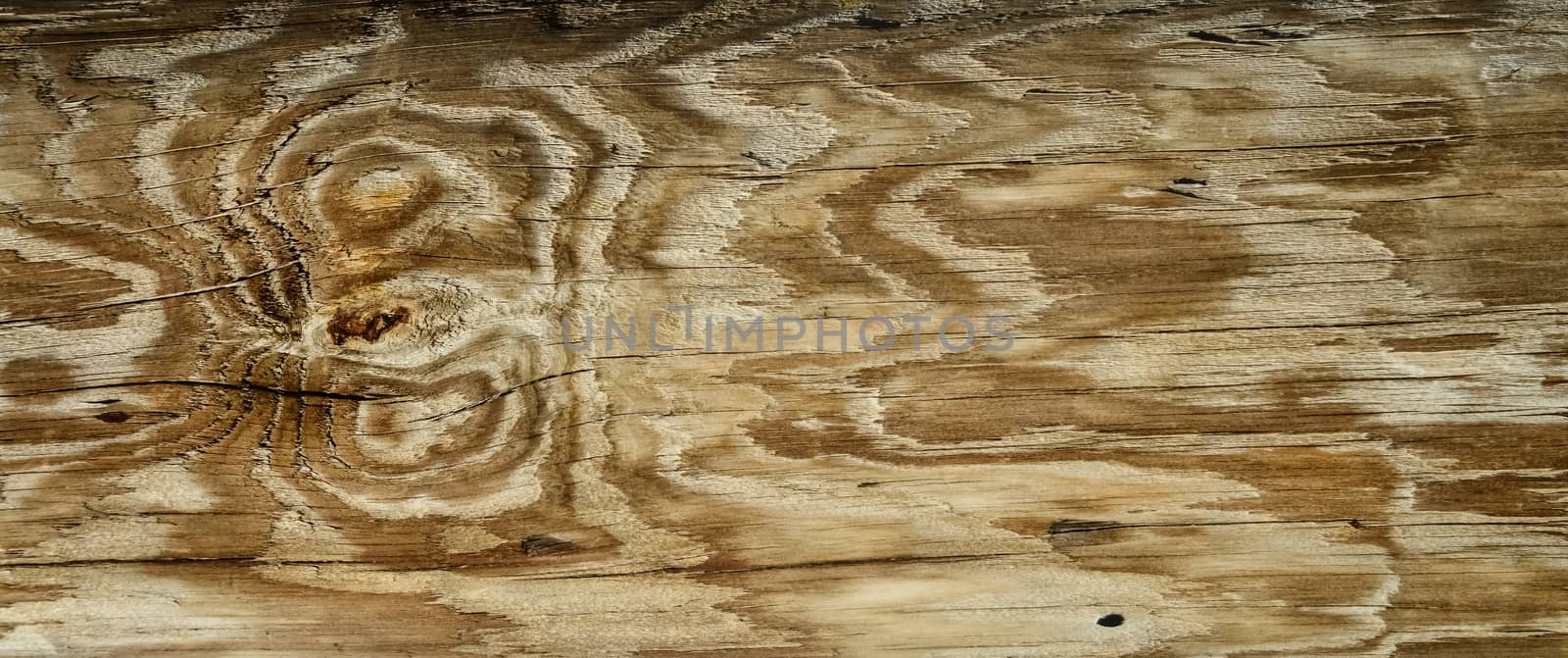 Beautiful pattern of annual rings on old wood by Hydrobiolog