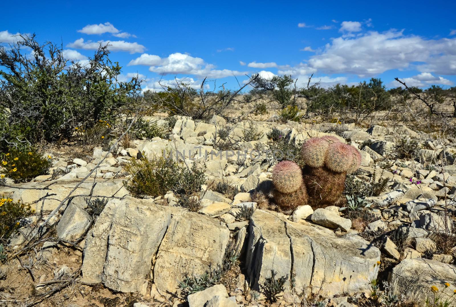 Cacti New Mexico. Echinocereus pectinatus (rubispinus), Rainbow  by Hydrobiolog