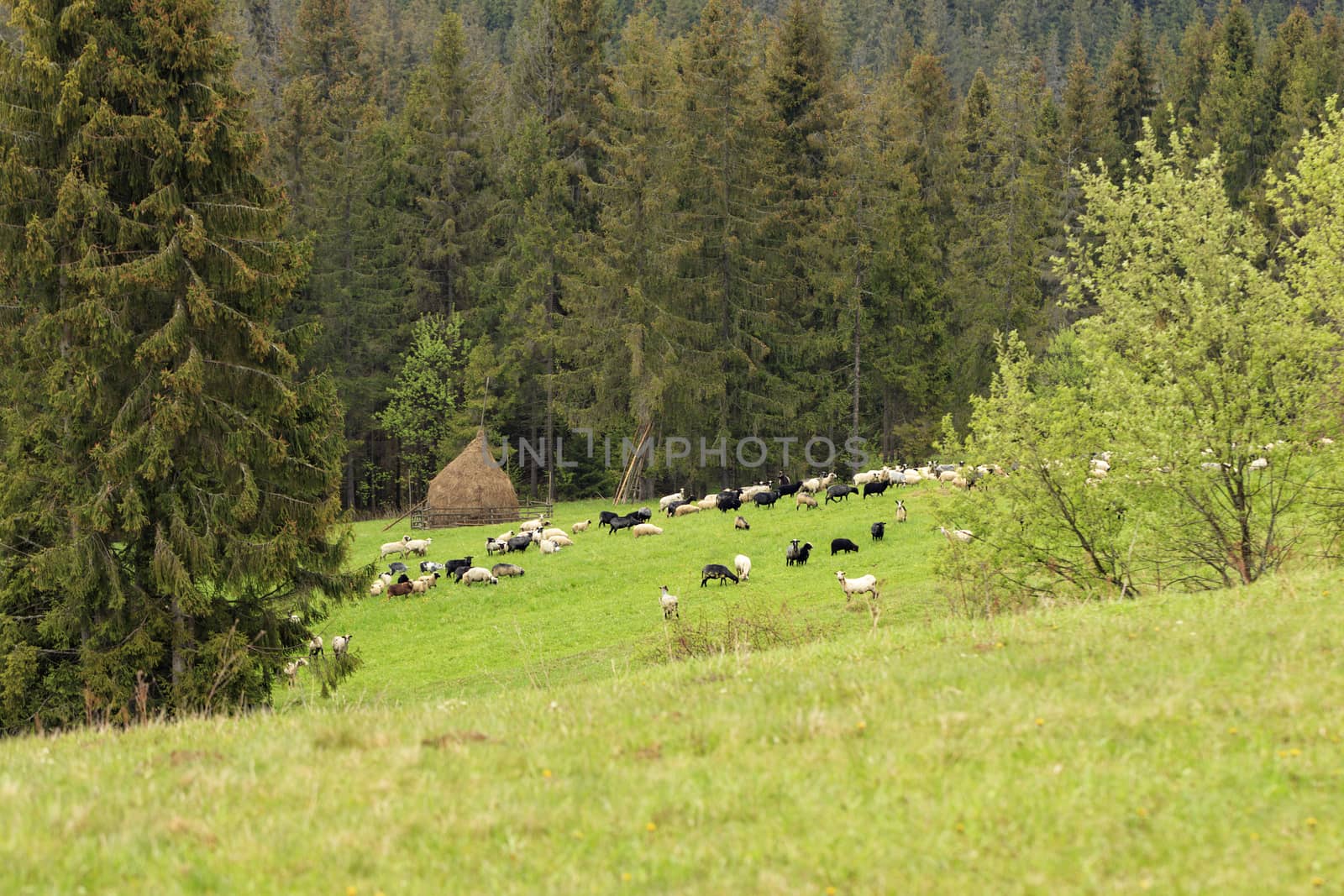 A herd of sheep grazes on a green juicy grassy meadow on the top of a Carpathian hill against a background of hay and slopes with high spruces.